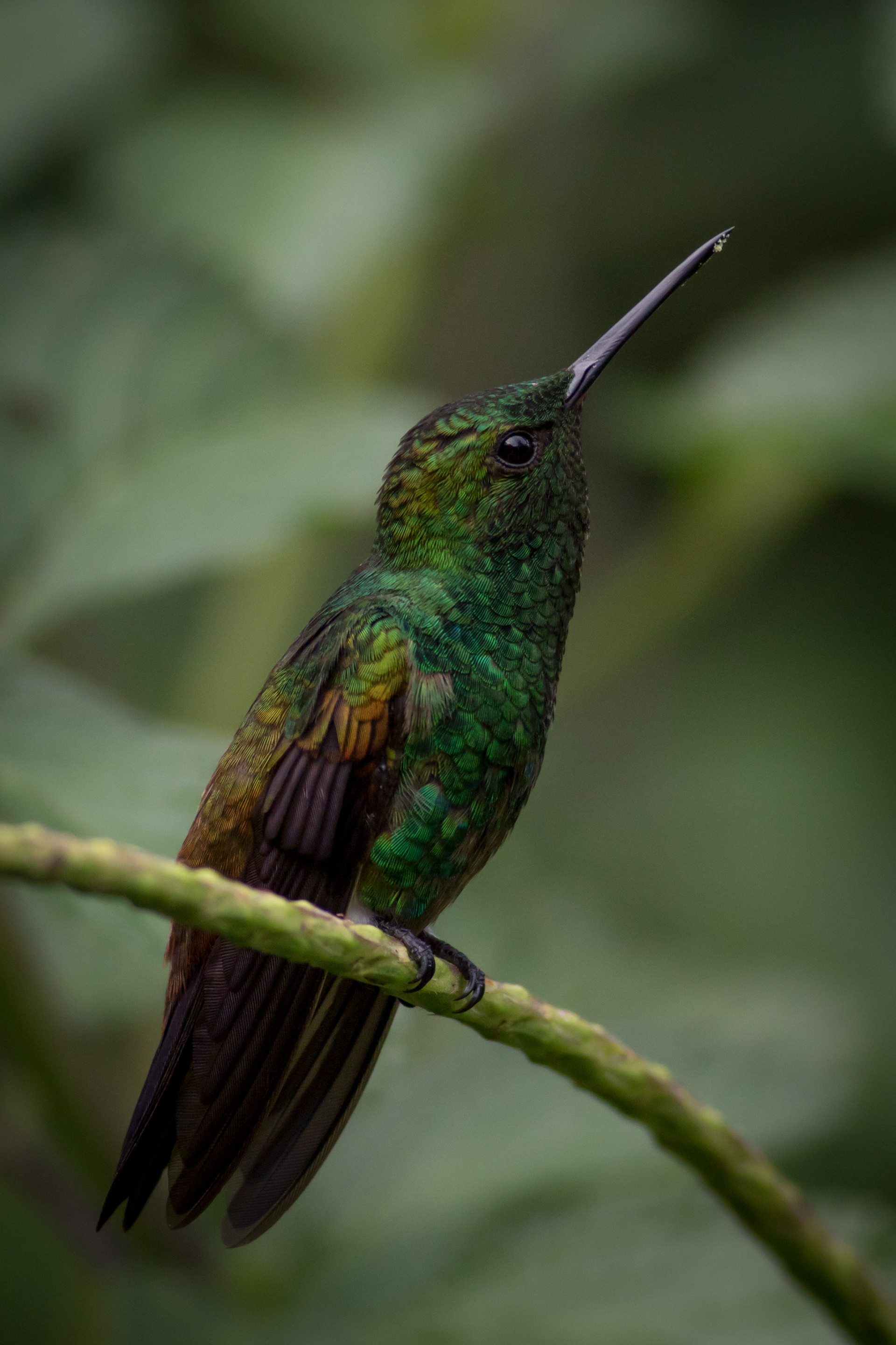 Copper-rumped Hummingbird