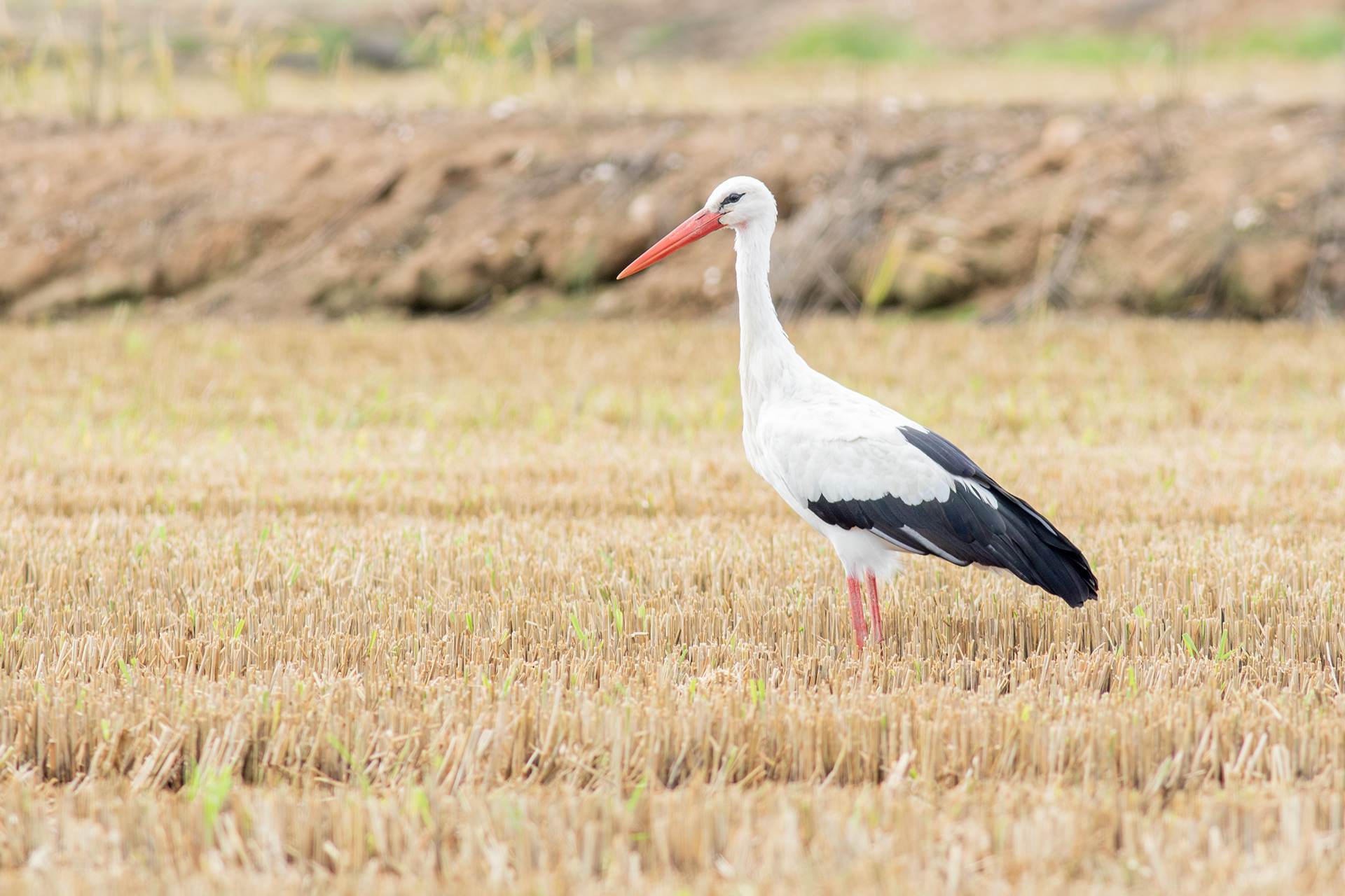White Stork