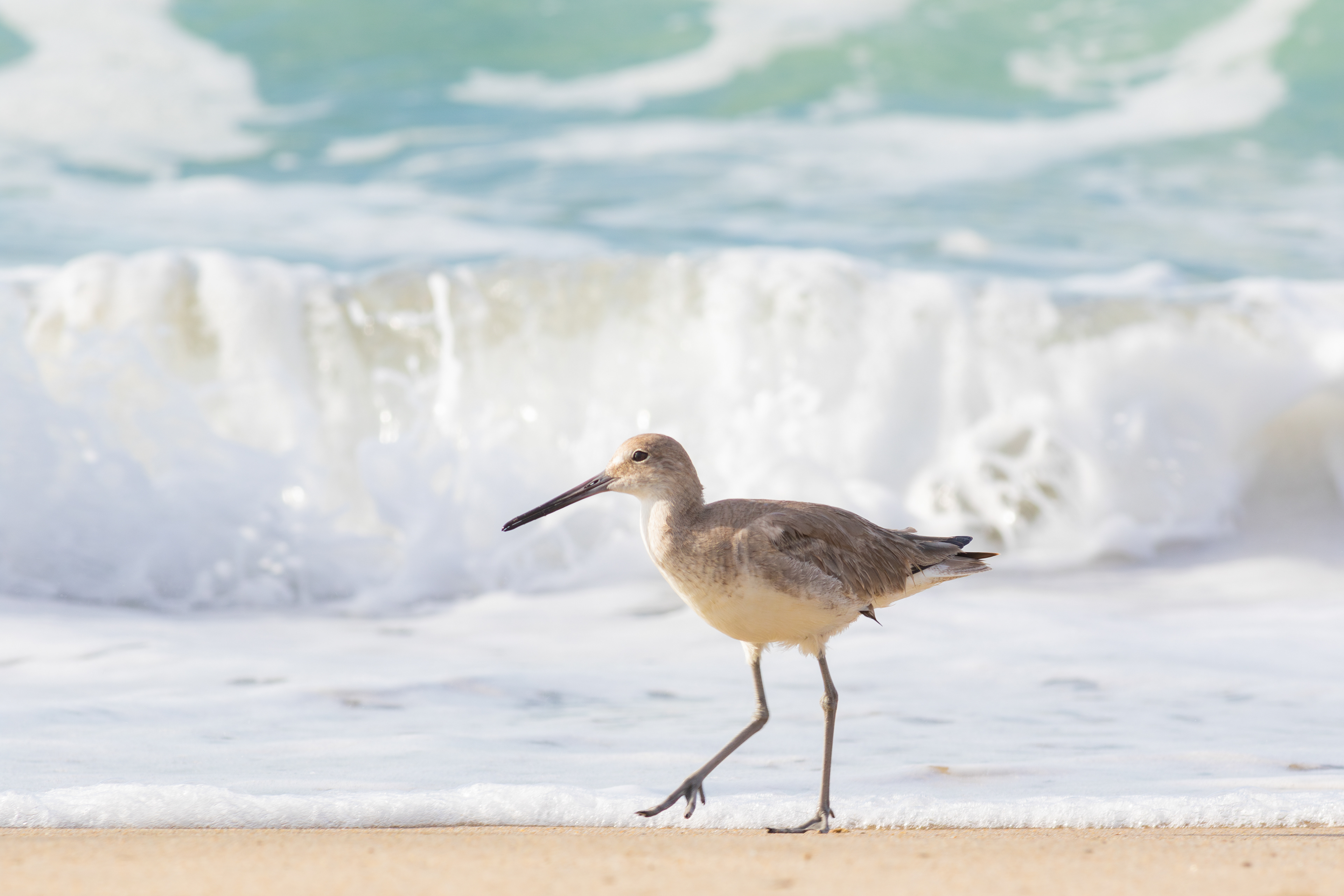 Willet - Nayarit
