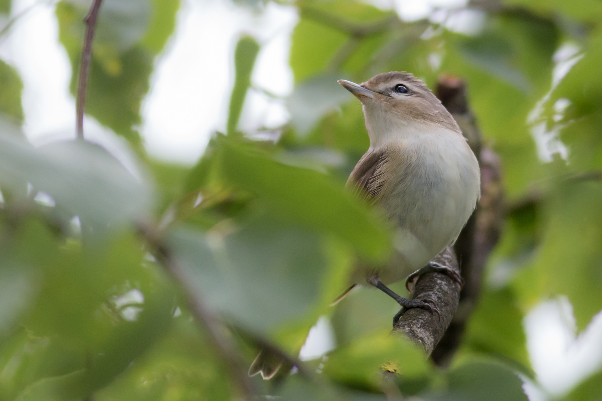 Warbling Vireo - BC
