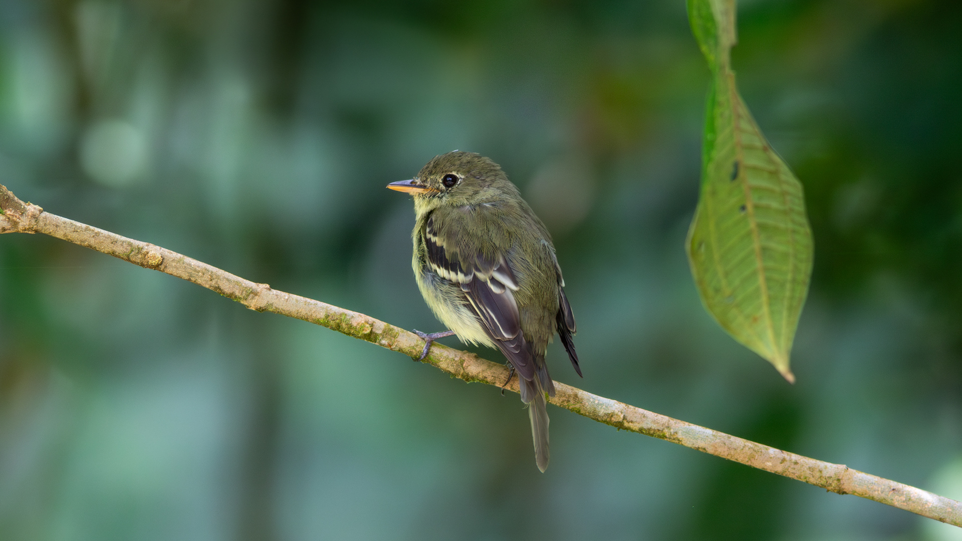 Yellow-bellied Flycatcher - Aranal Observatory