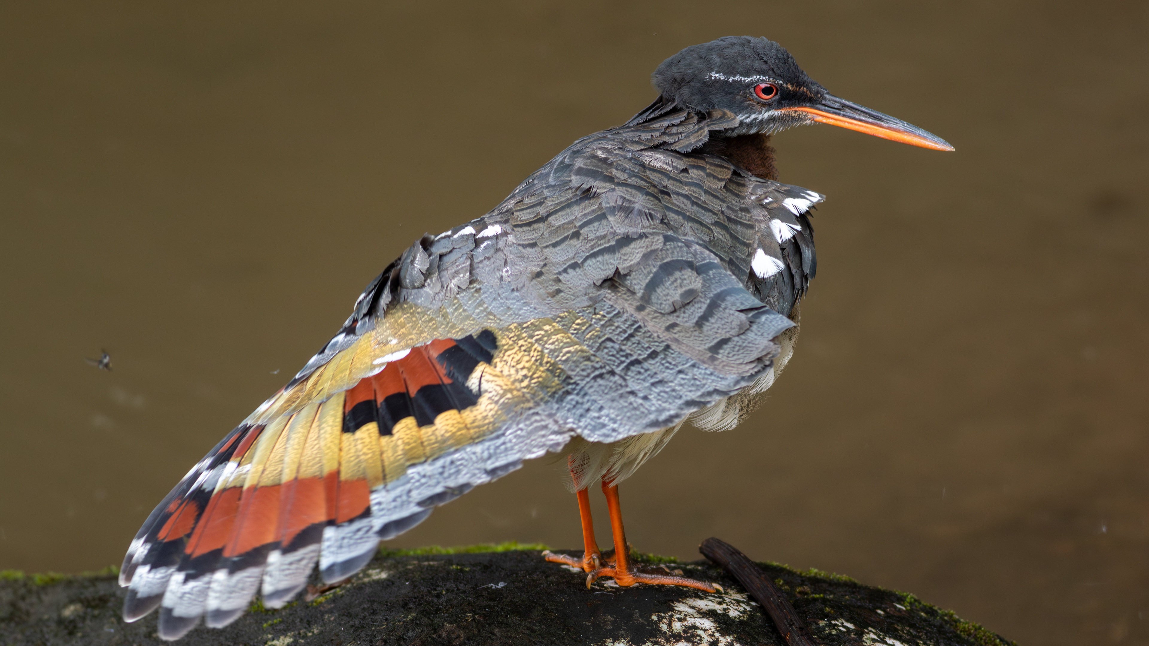 Sunbittern - Aranal Observatory