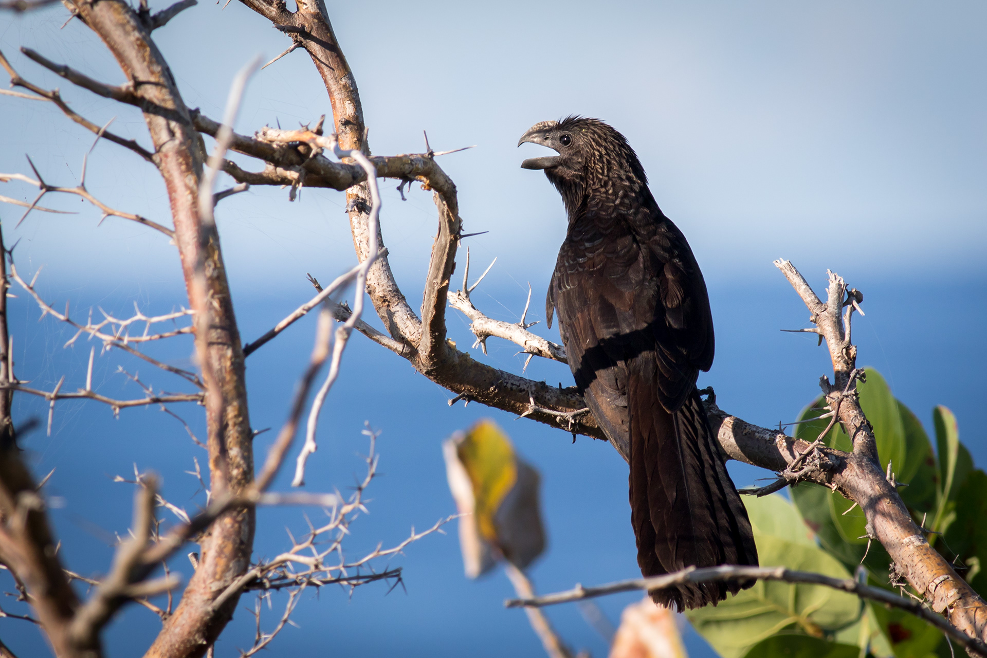 Smooth-billed Ani - Grand Turk