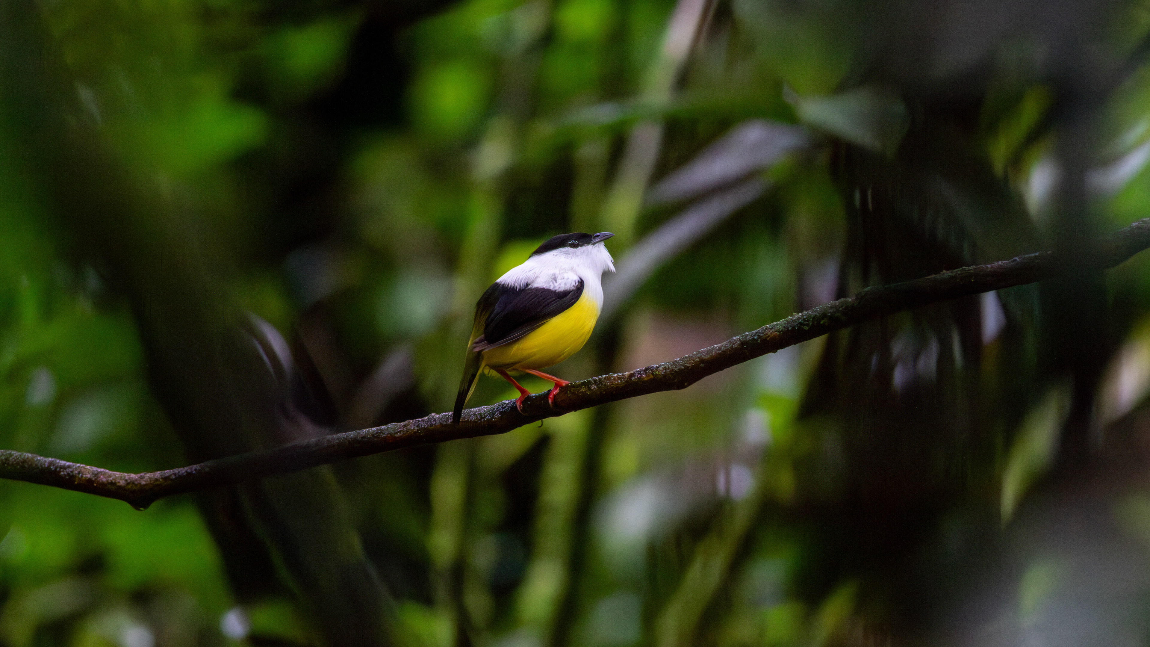 White-collared Manakin, male - Aranal Observatory