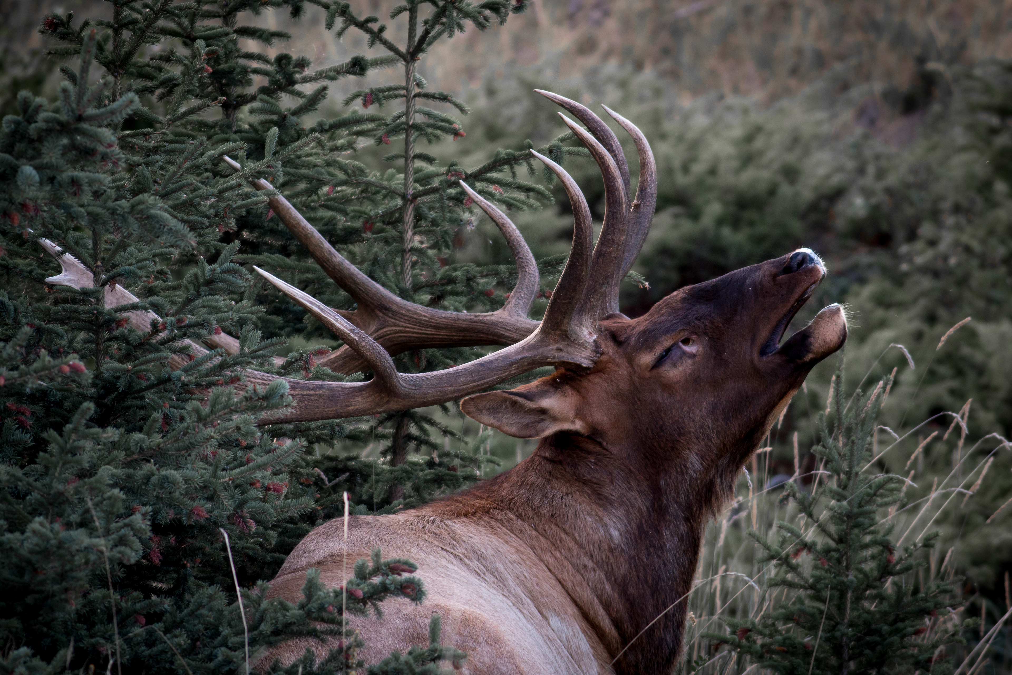 Rocky Mountain Elk, Alberta