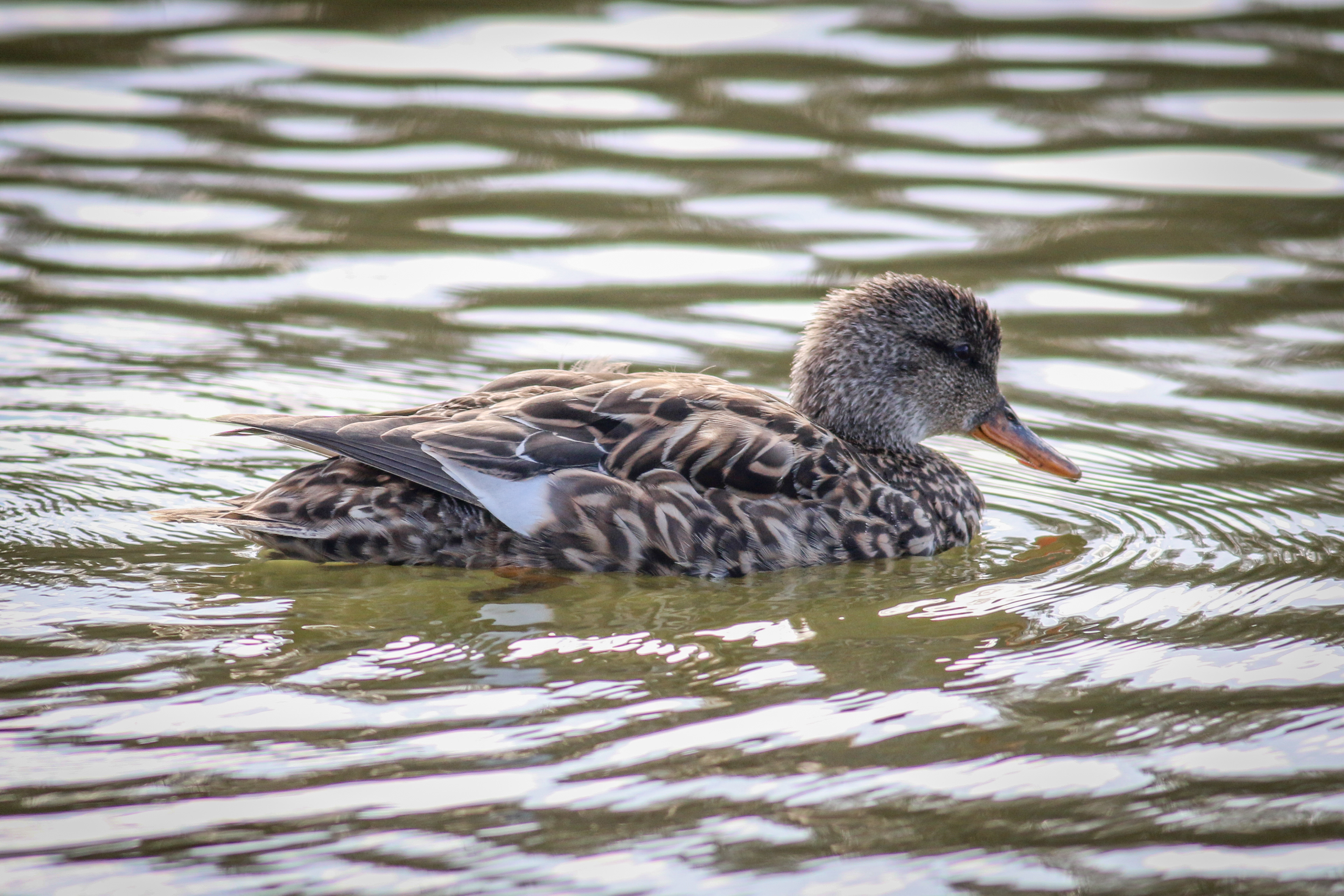 Gadwall - female - BC