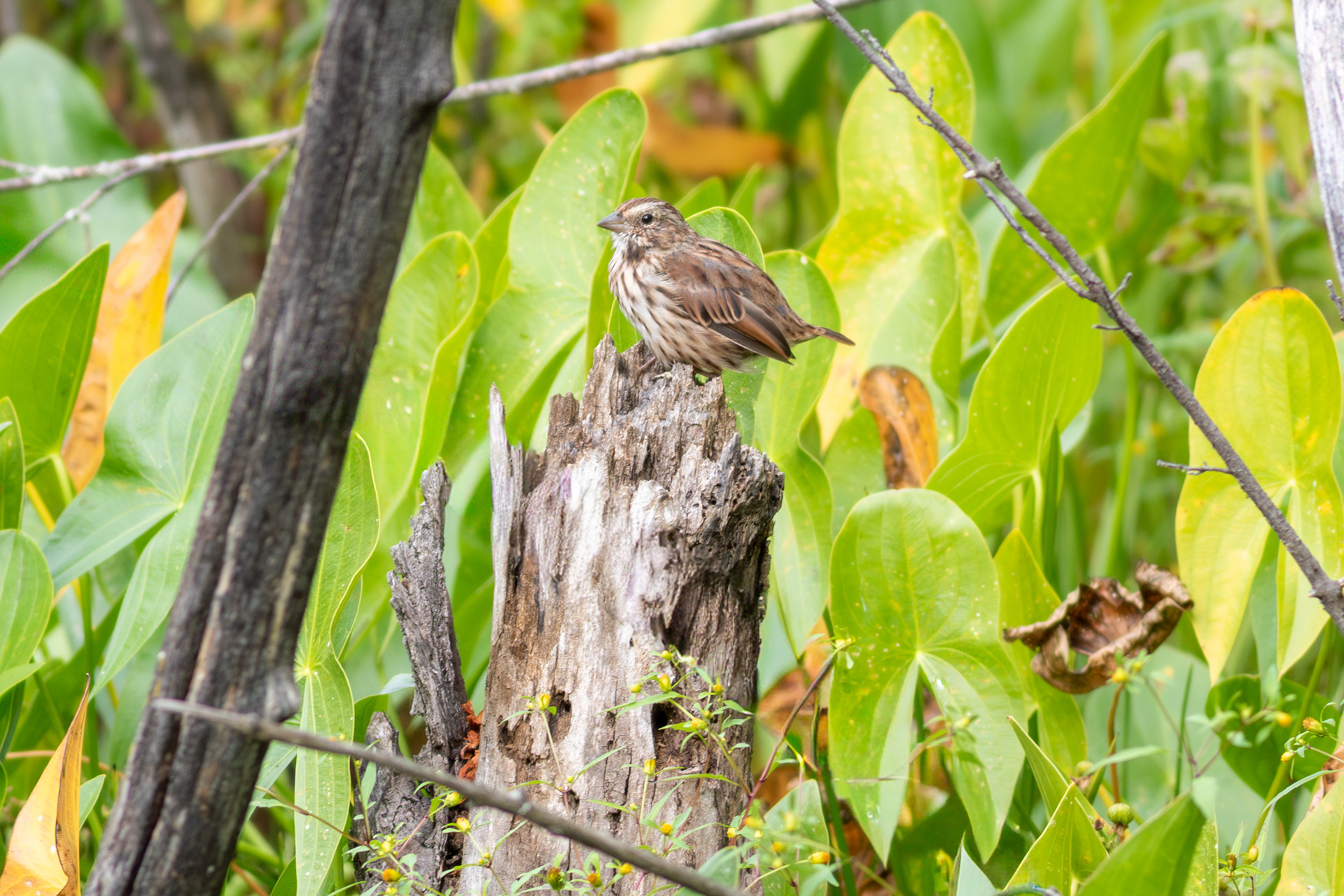 Song Sparrow