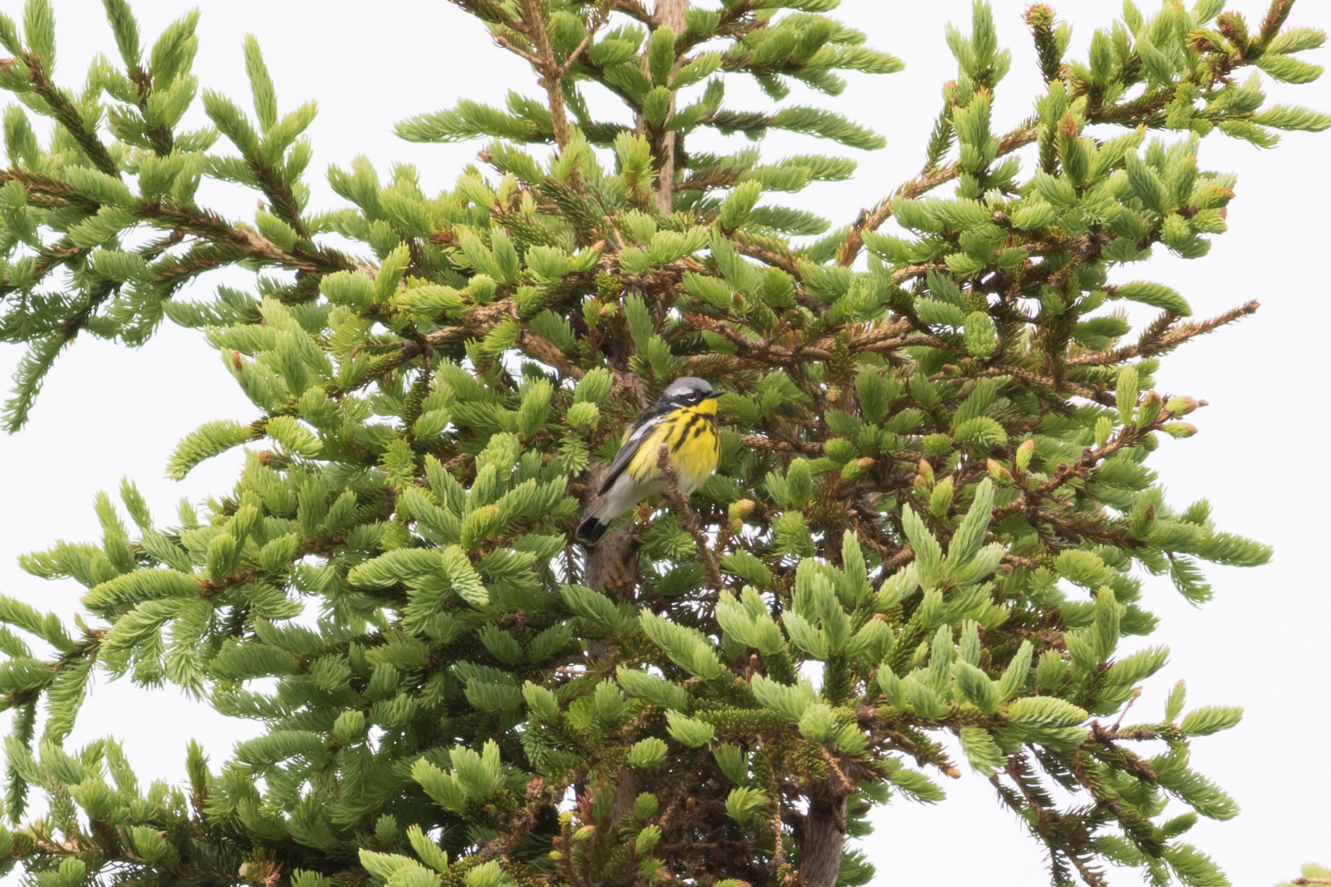 Magnolia Warbler - New Brunswick