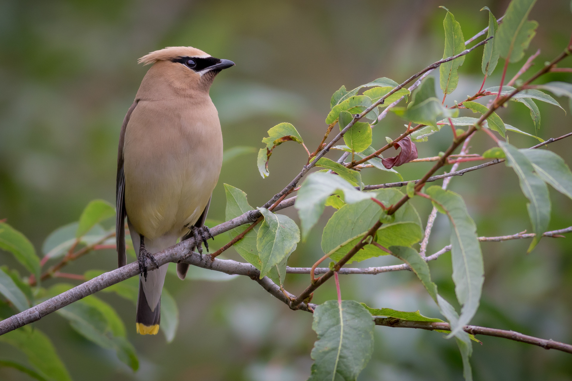Cedar Waxwing - BC