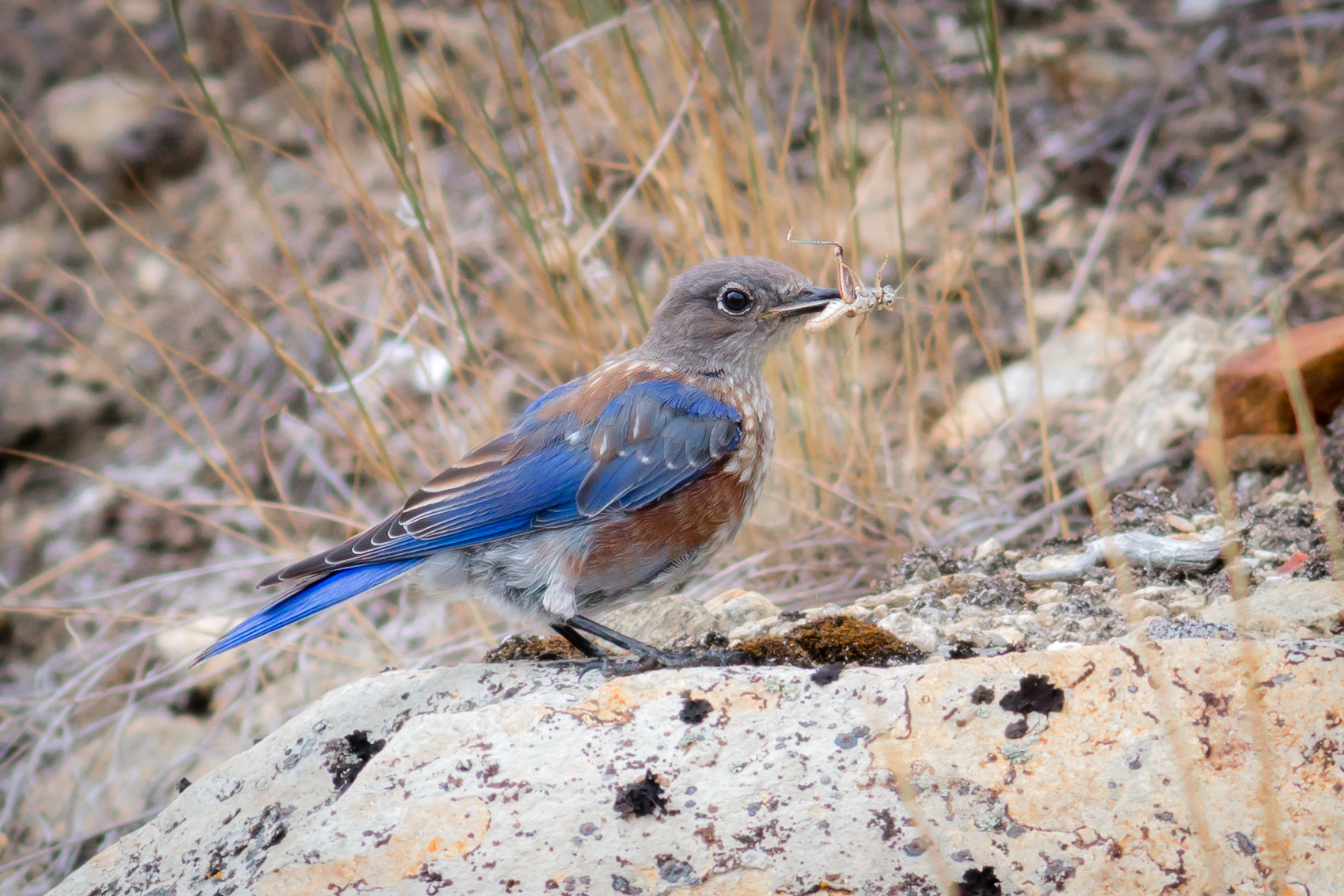 Western Bluebird - juvenile - BC