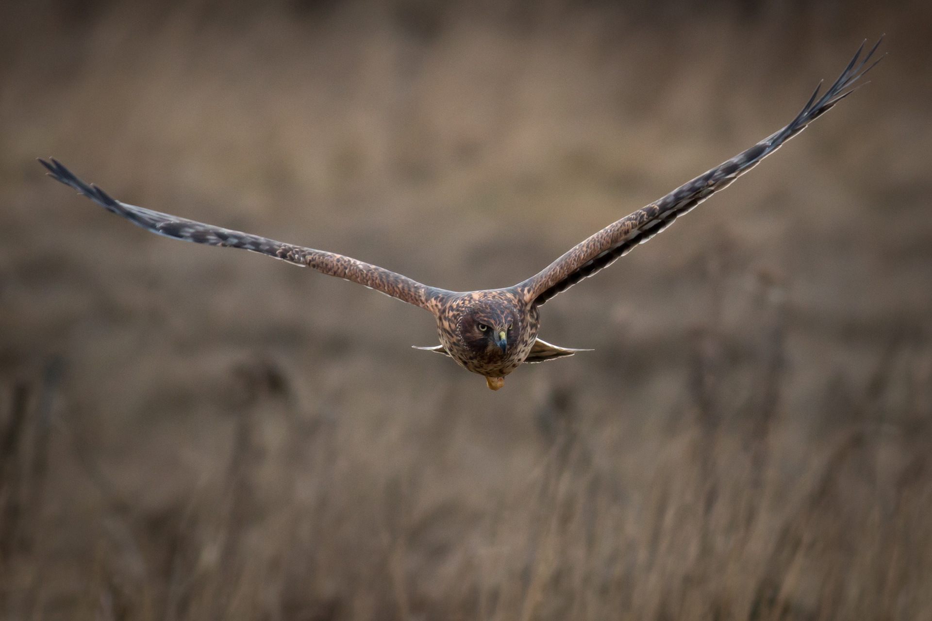 Northern Harrier Hawk - female - BC