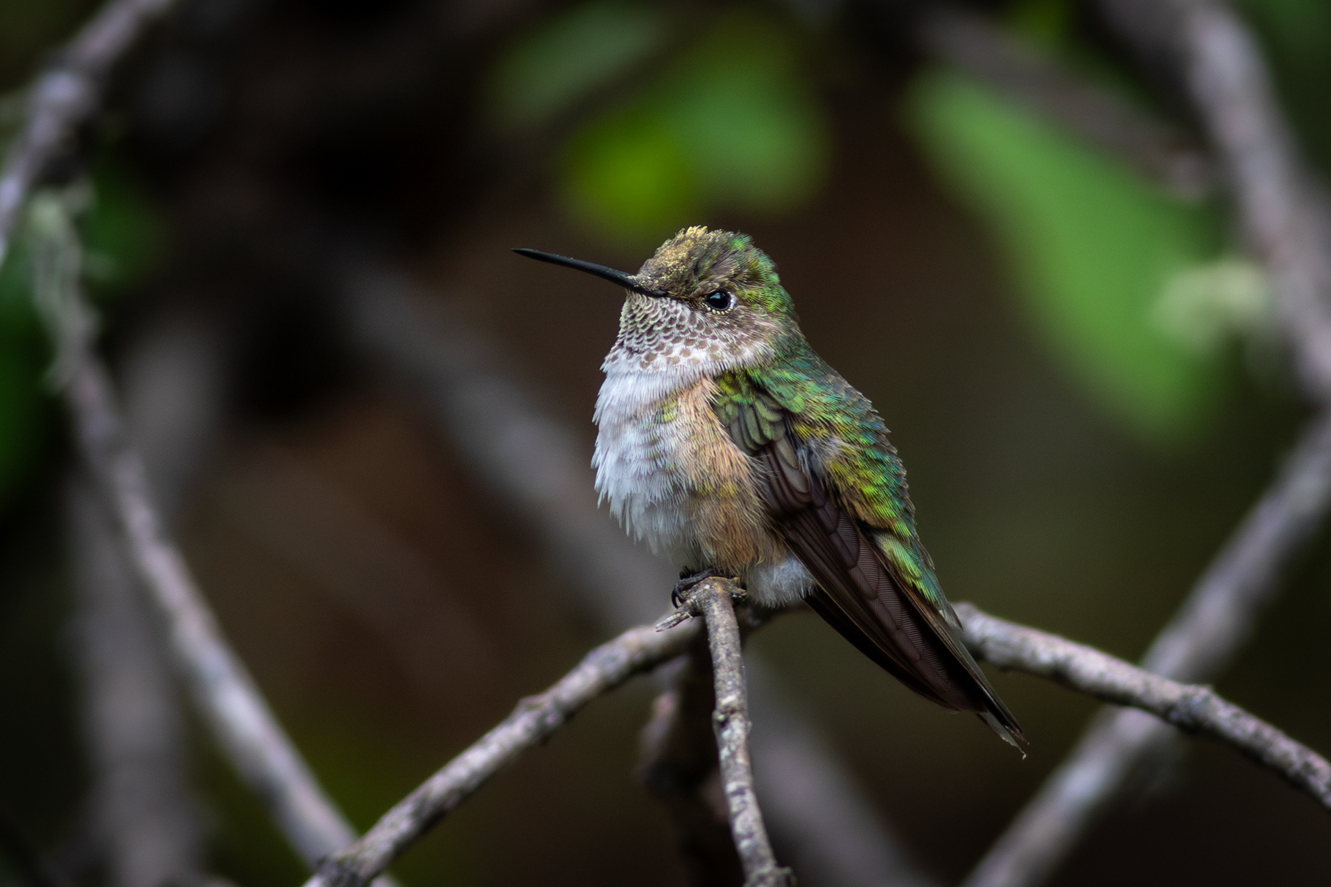 Bumblebee Hummingbird, female - Jalisco
