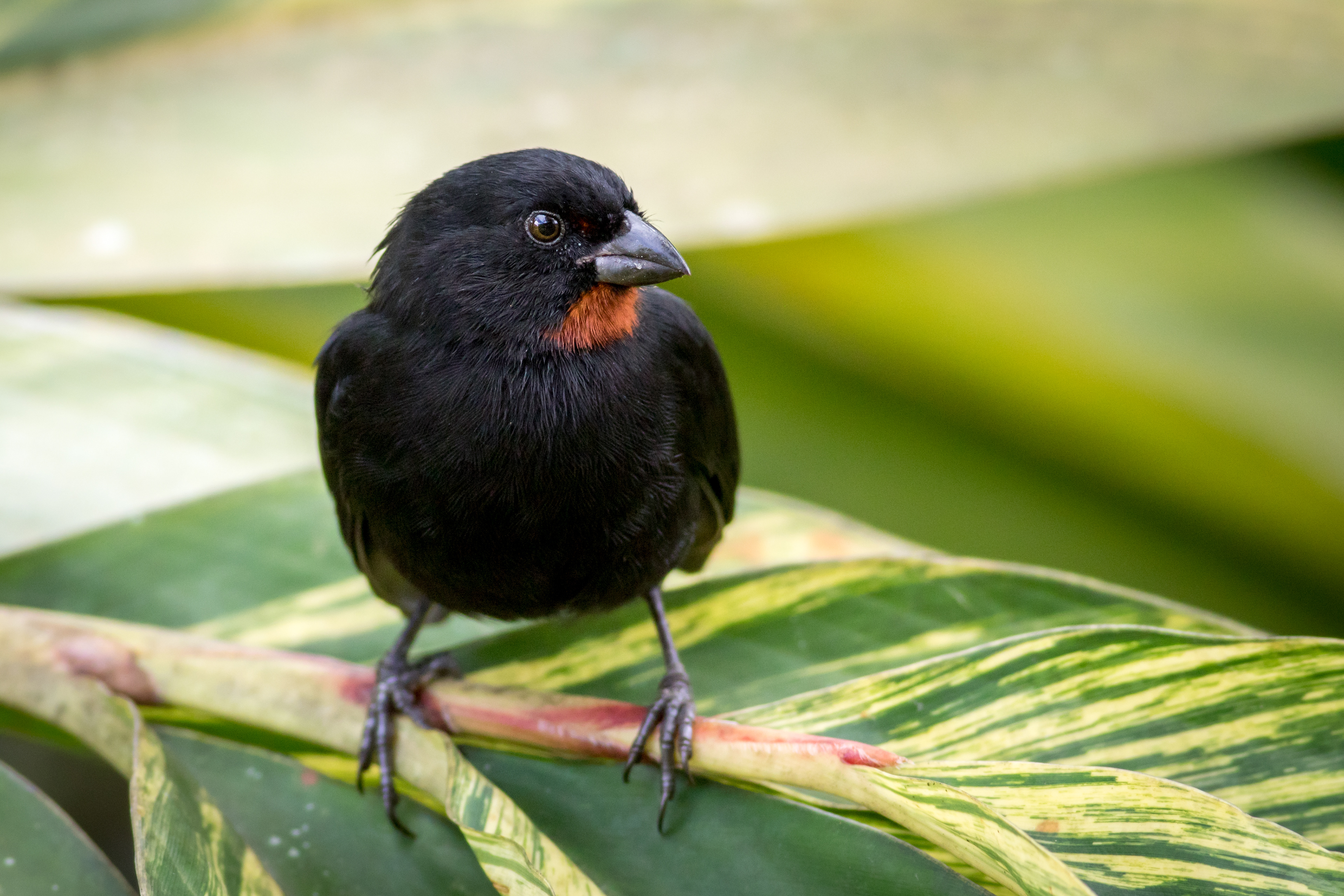 Lesser Antillean Bullfinch - Martinique