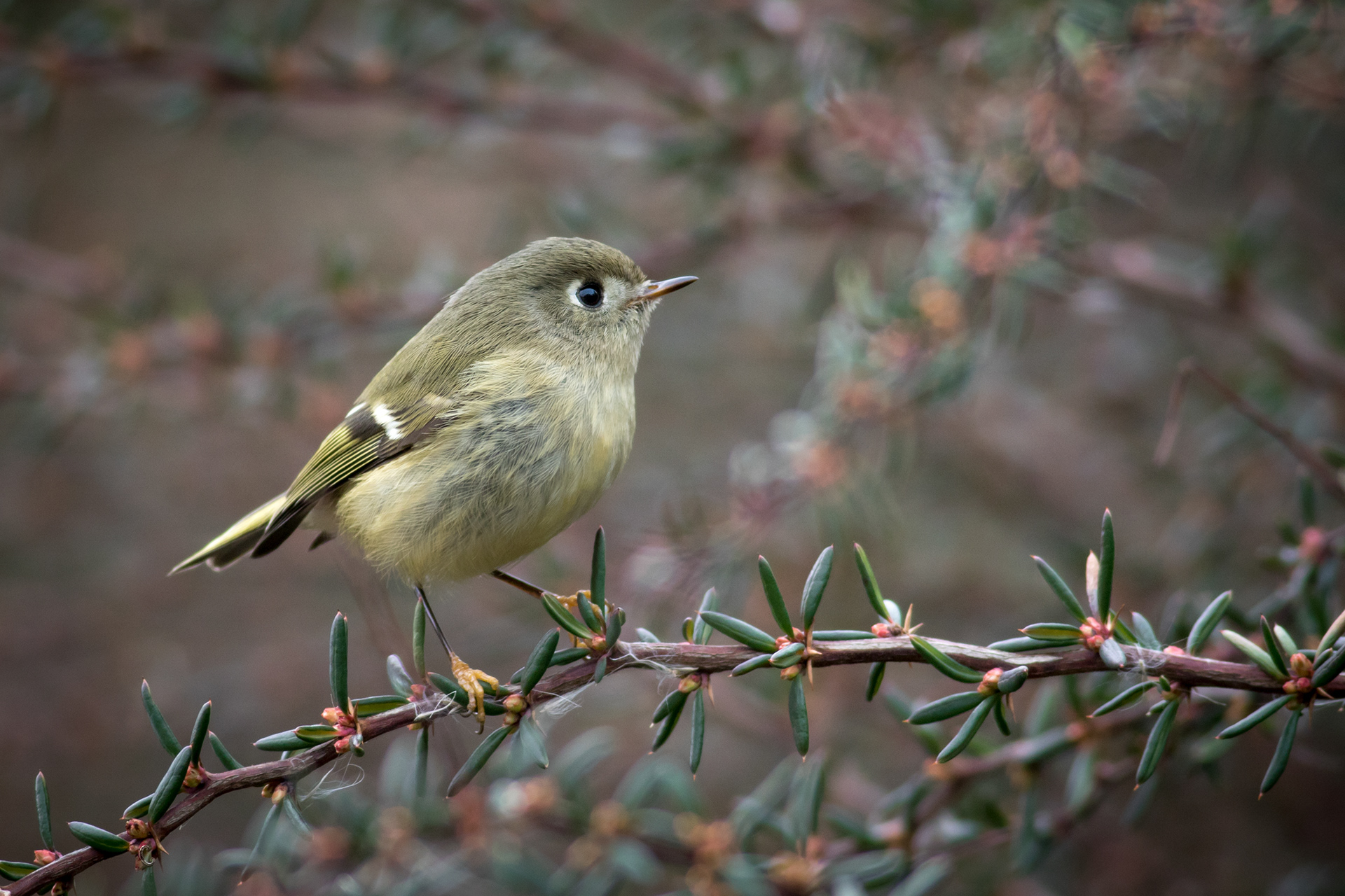 Ruby-crowned Kinglet - BC