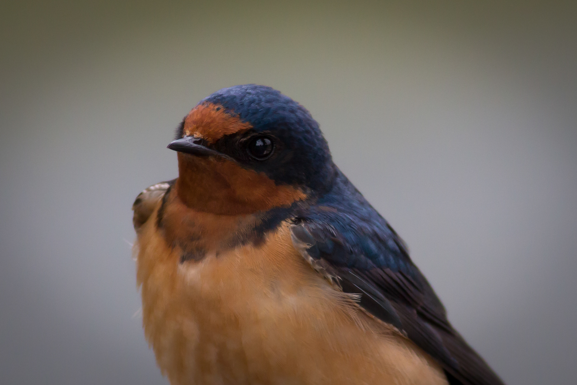 Barn Swallow - BC