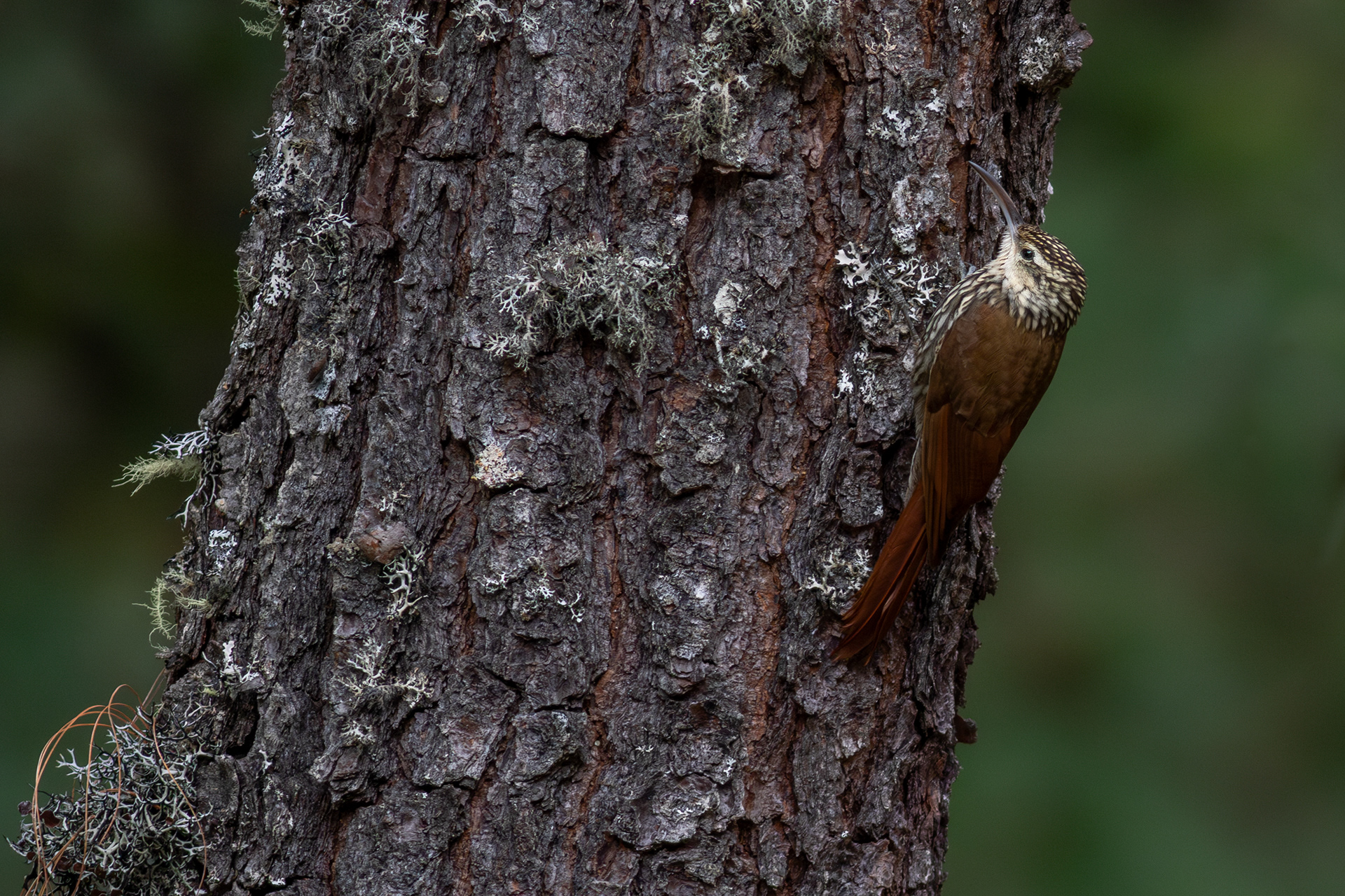 White-striped Woodcreeper - Nayarit