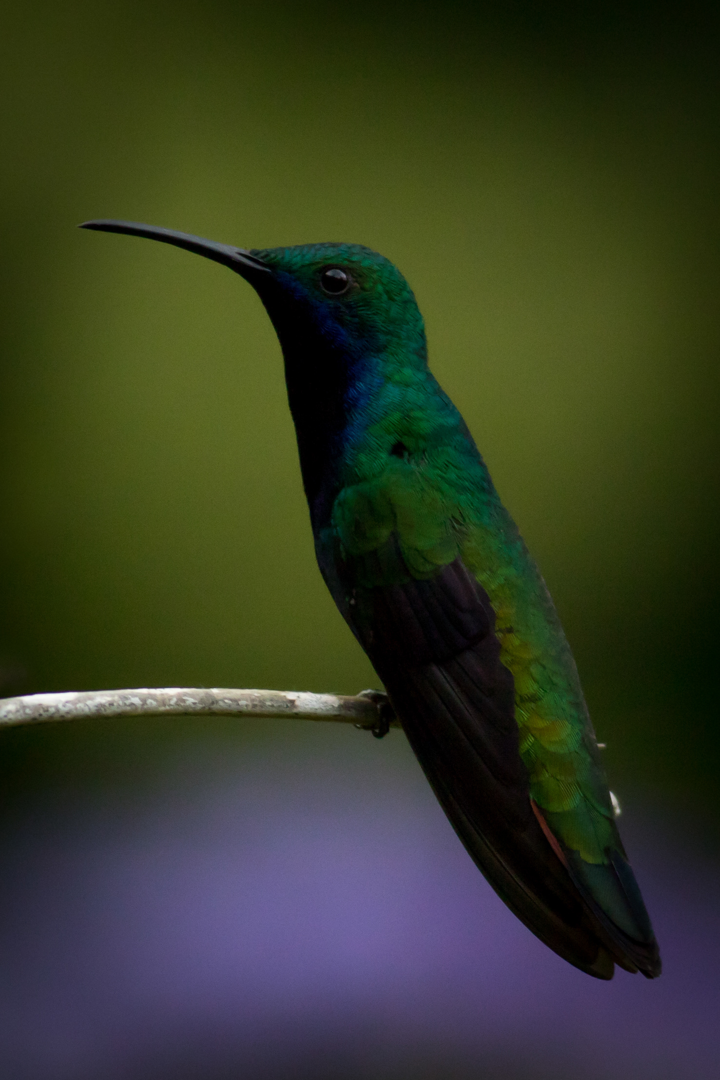 Black-throated Mango - male