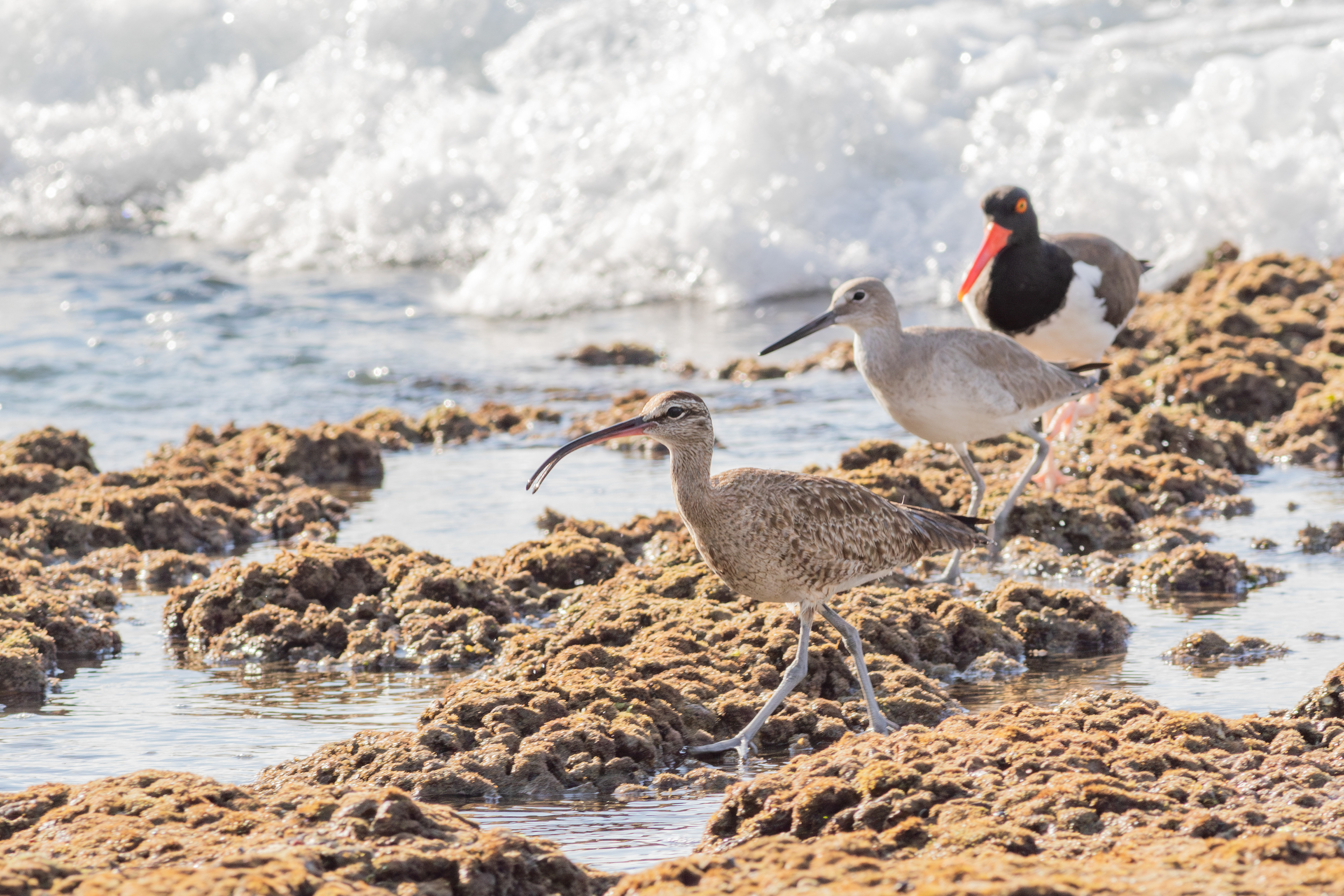 Whimbrel, Willet and American Oystercatcher - Nayarit