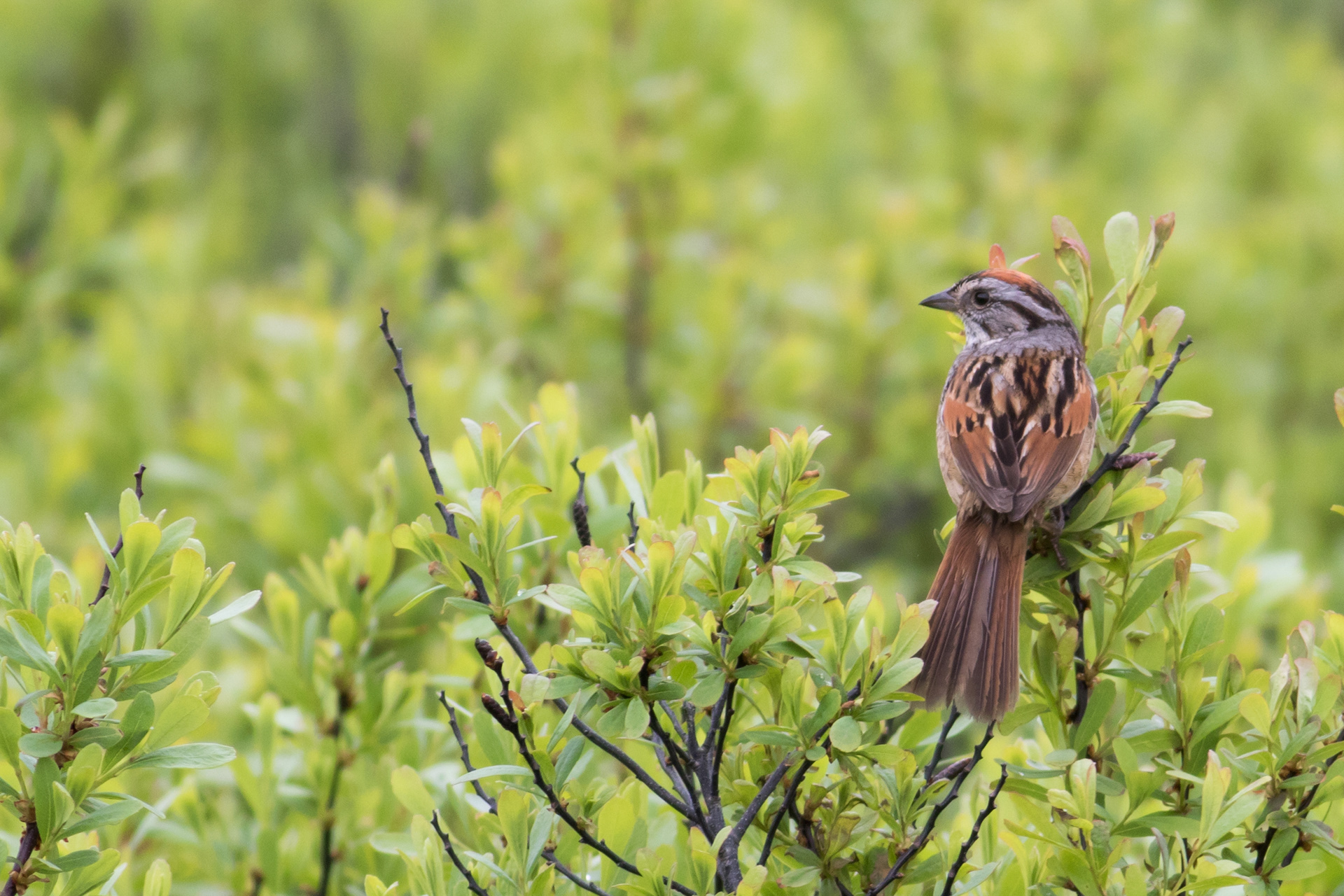 Swamp Sparrow - Prince Edward Island