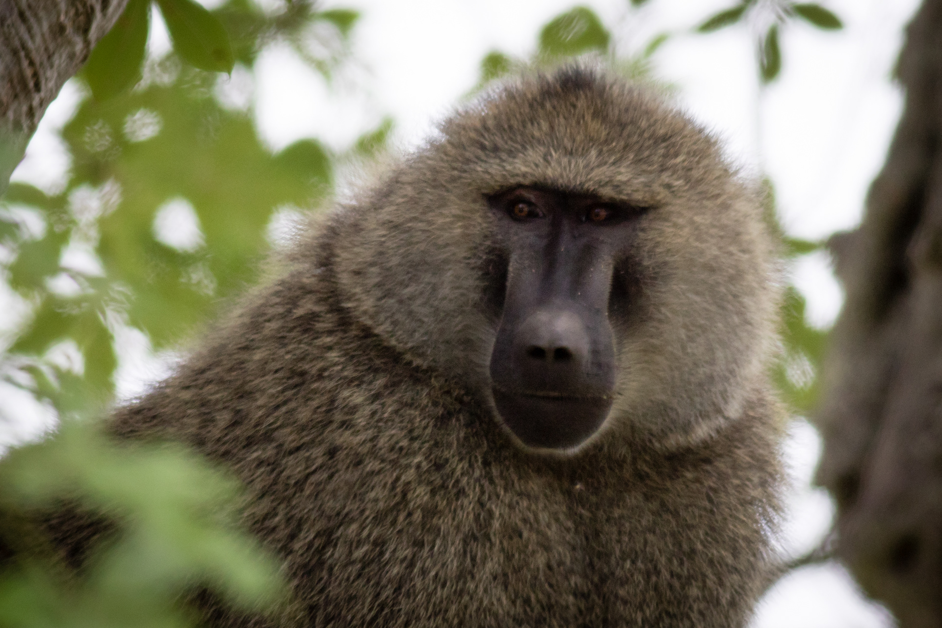 Olive Baboon
