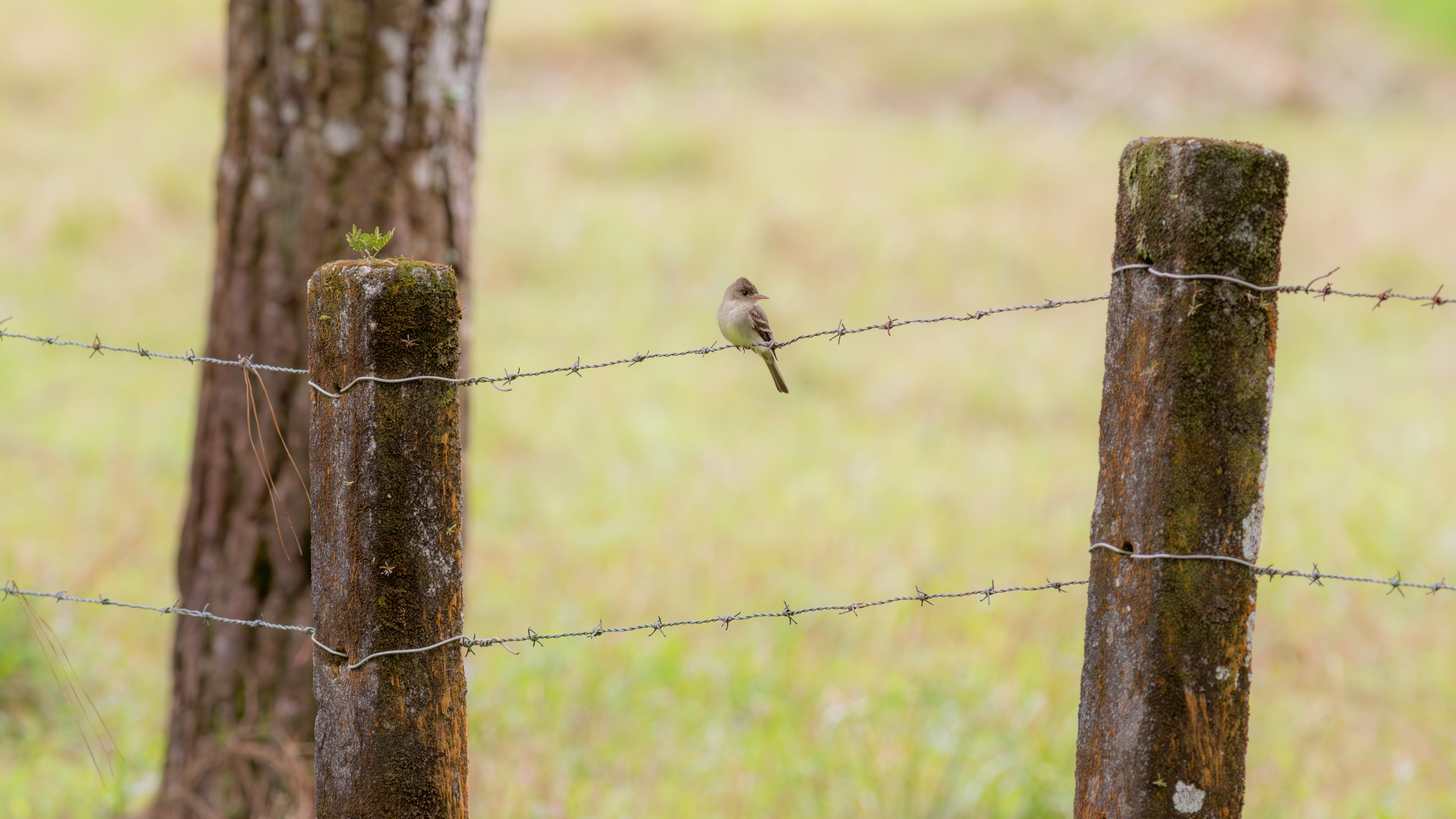 Northern Tropical Peewee - Aranal Observatory