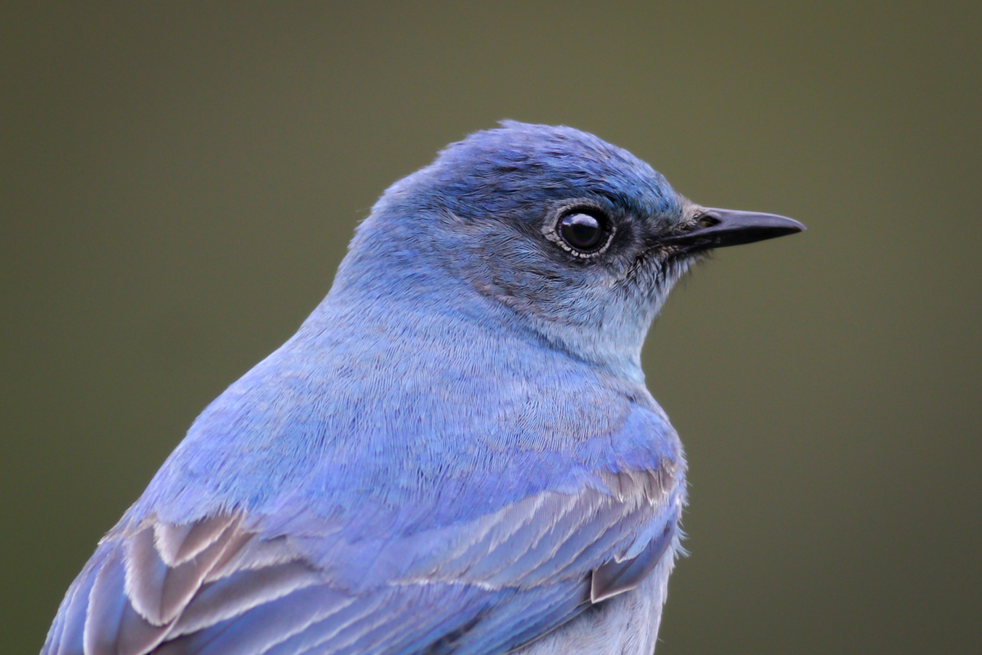 Mountain Bluebird - male - BC