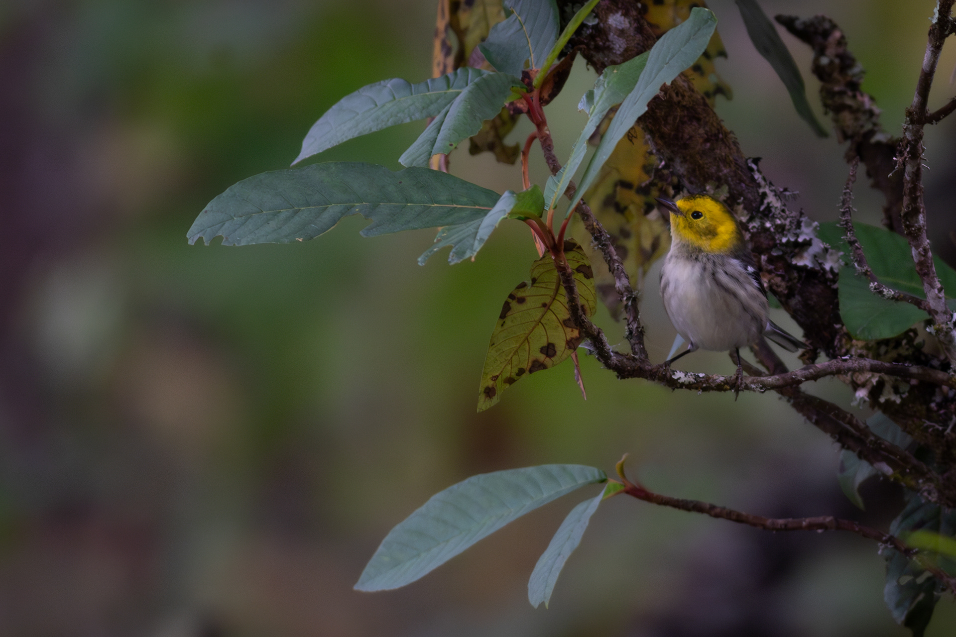 Hermit Warbler, female - Jalisco