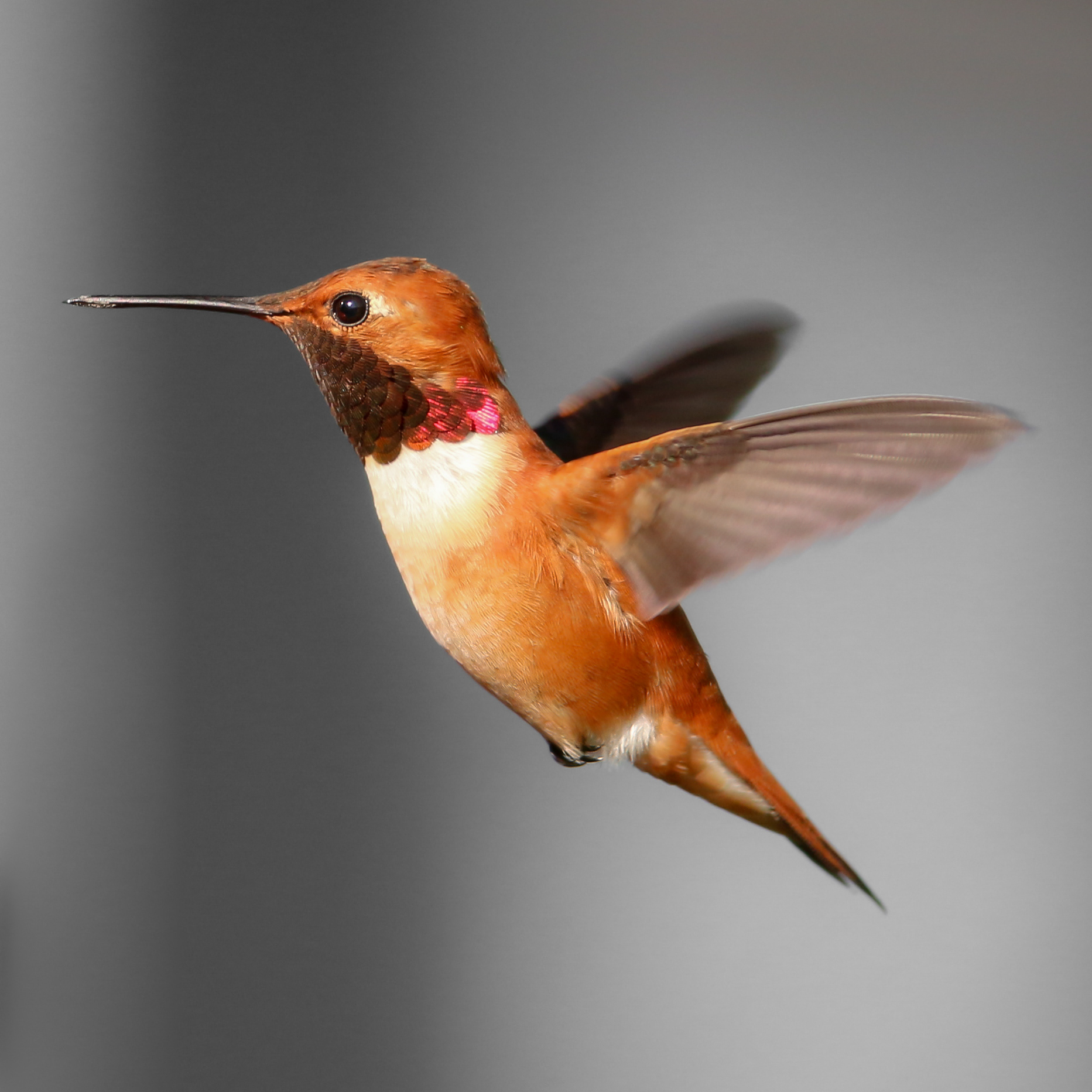 Rufous Hummingbird - male - BC