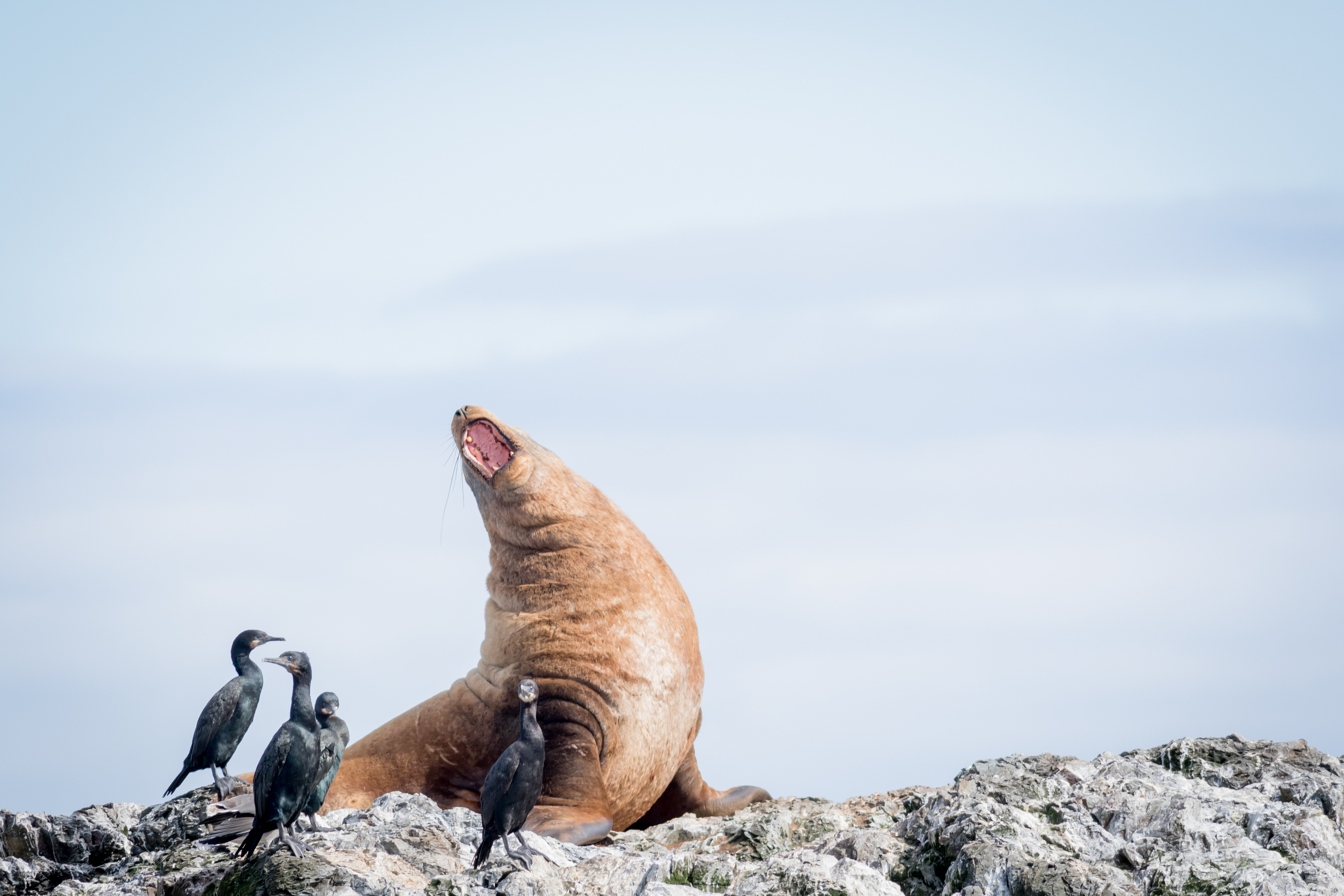 Pelagic Cormorants - Washington