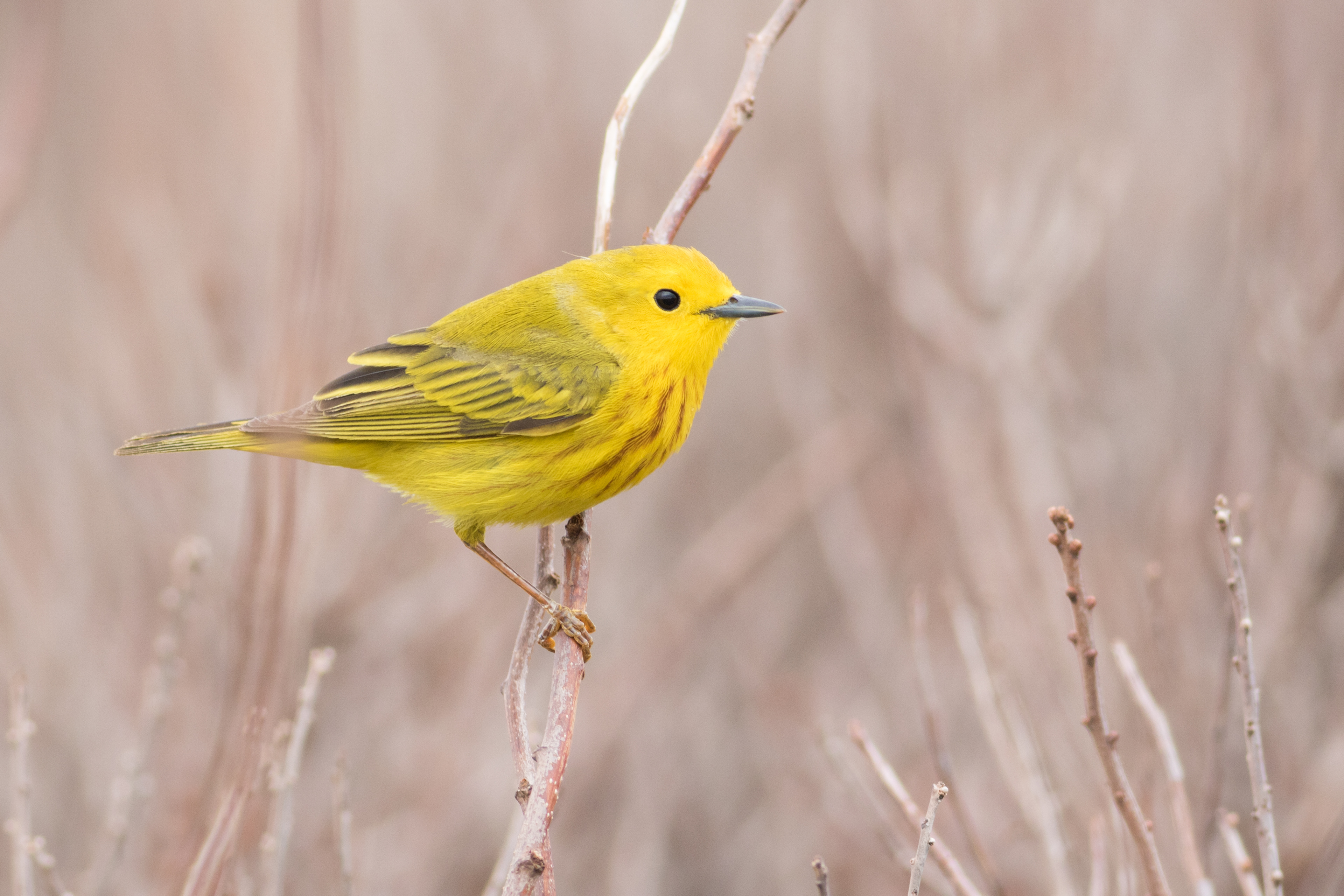 Yellow Warbler - Prince Edward Island