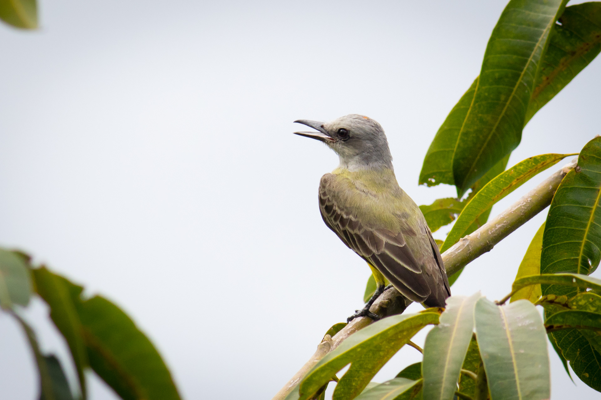 Tropical Kingbird
