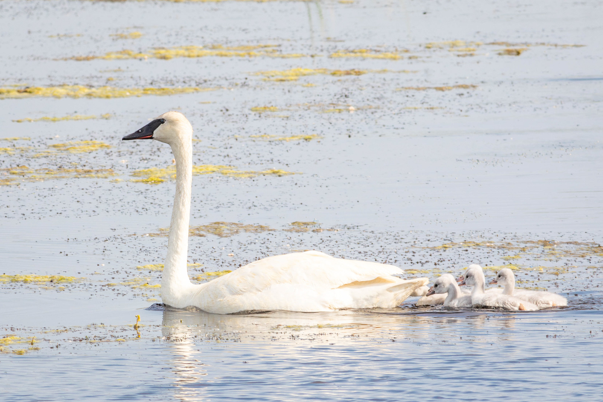 Trumpeter Swan, with young - Manitoba