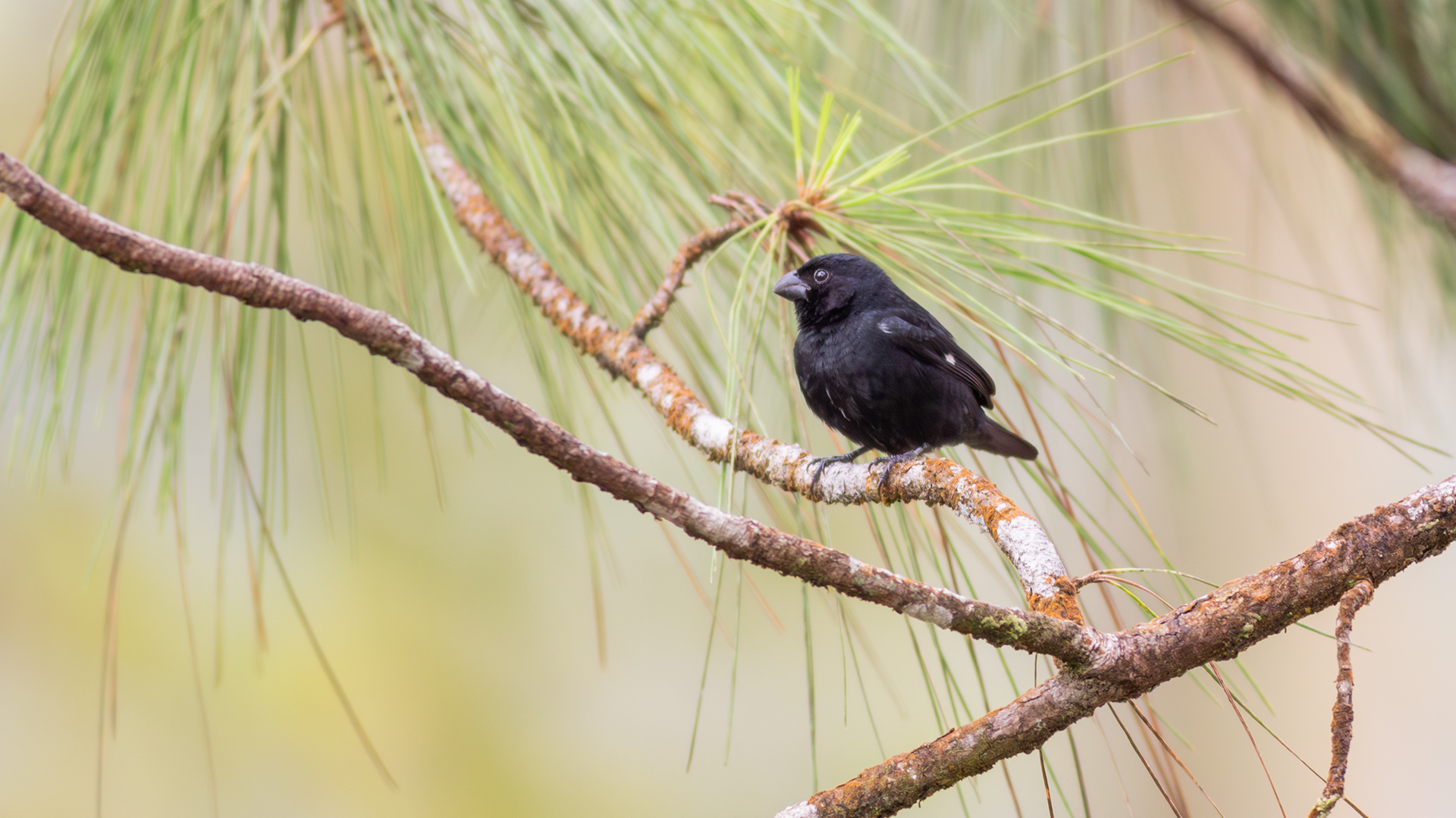 Variable Seedeater, male - Aranal Observatory