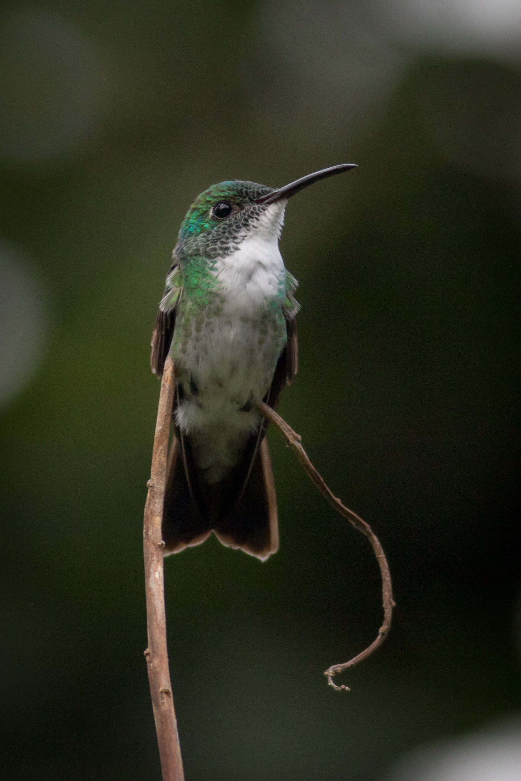 White-chested Emerald