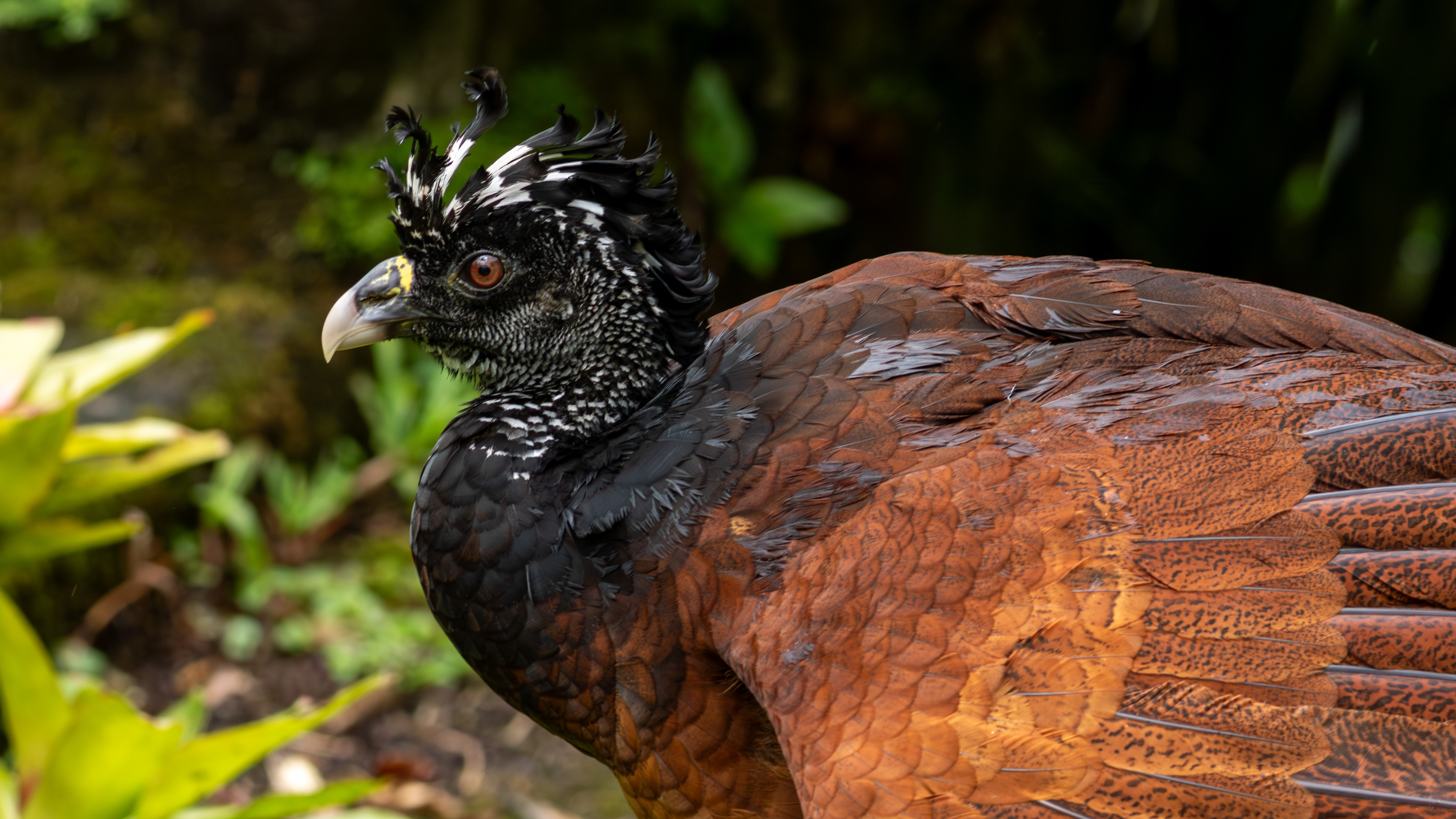 Great Curassow, female - Aranal Observatory
