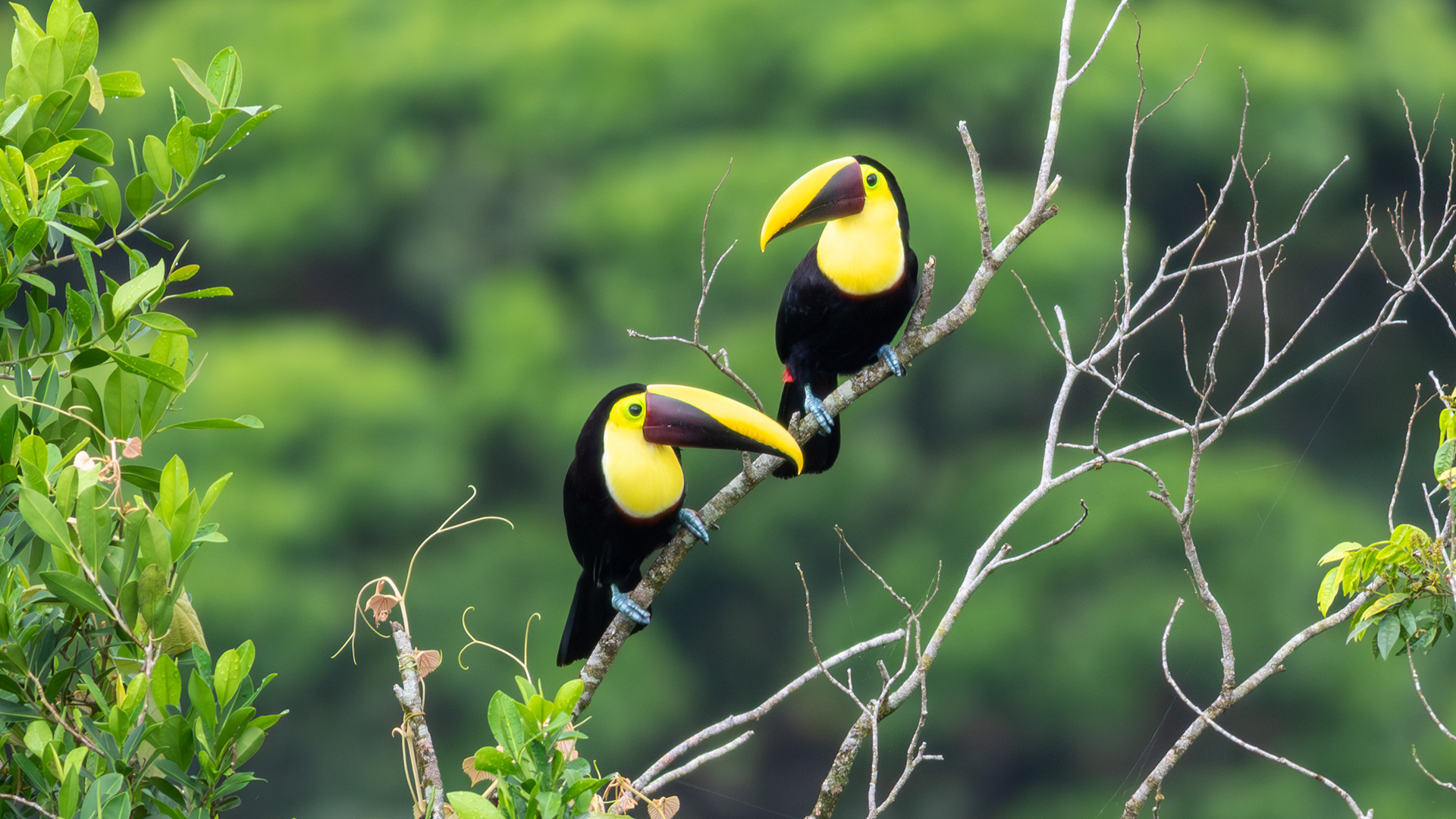 Yellow-throated Toucan  - Aranal Observatory
