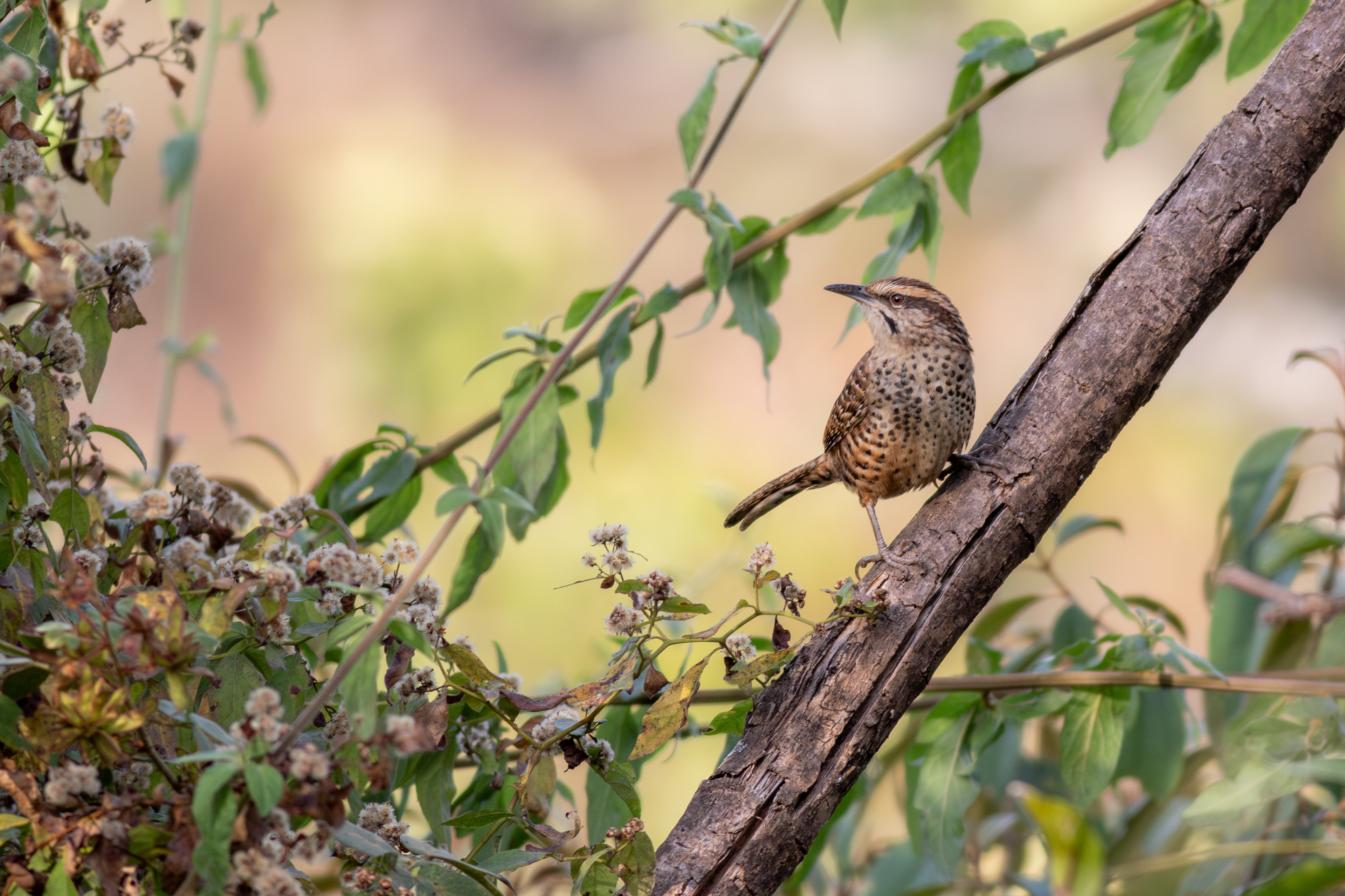 Spotted Wren - Jalisco