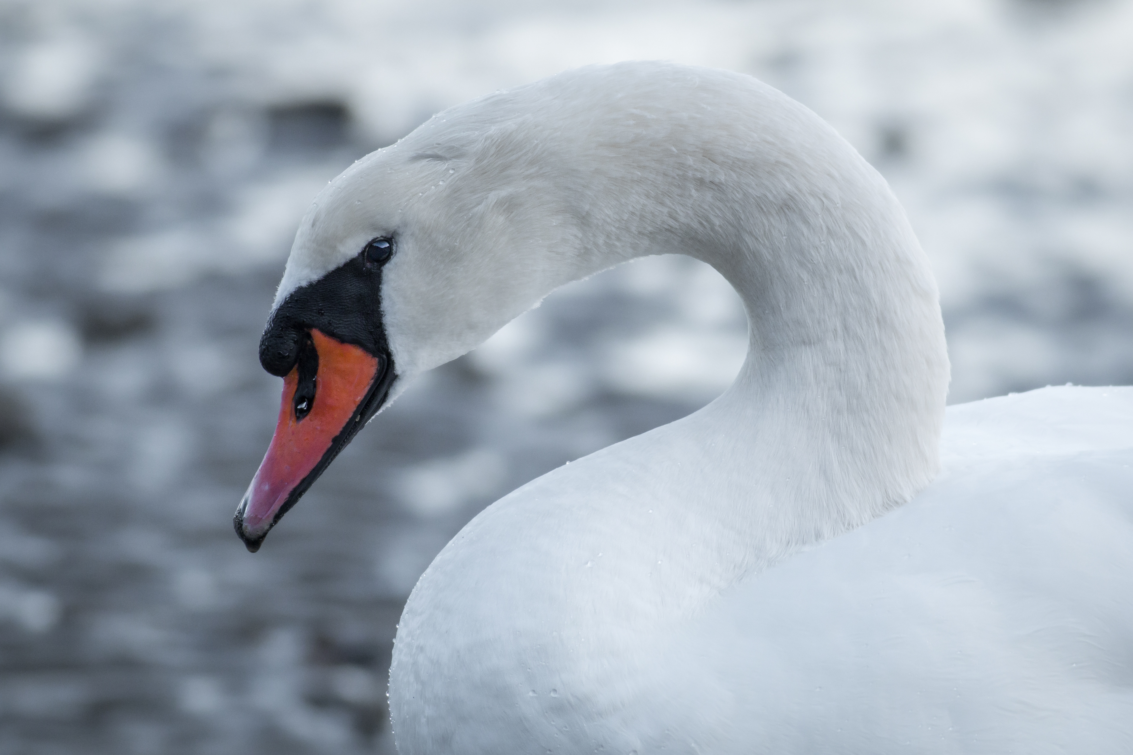 Mute Swan - BC