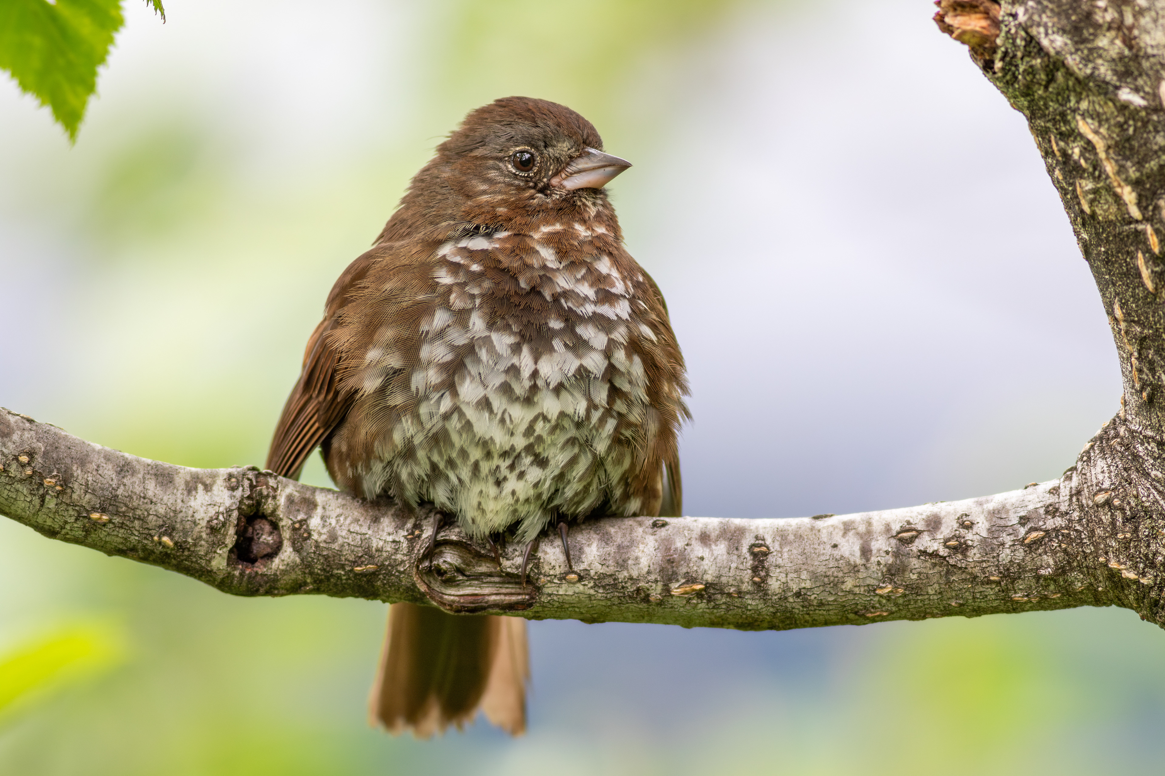 Fox Sparrow - Alaska
