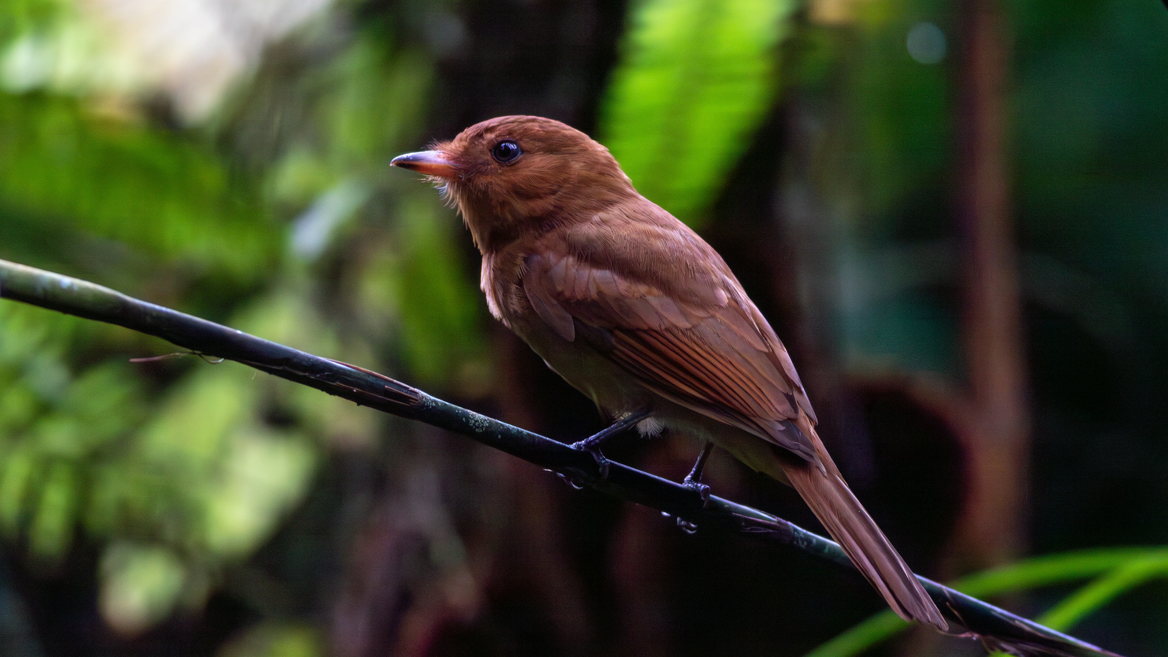 Rufous Mourner - Aranal Observatory