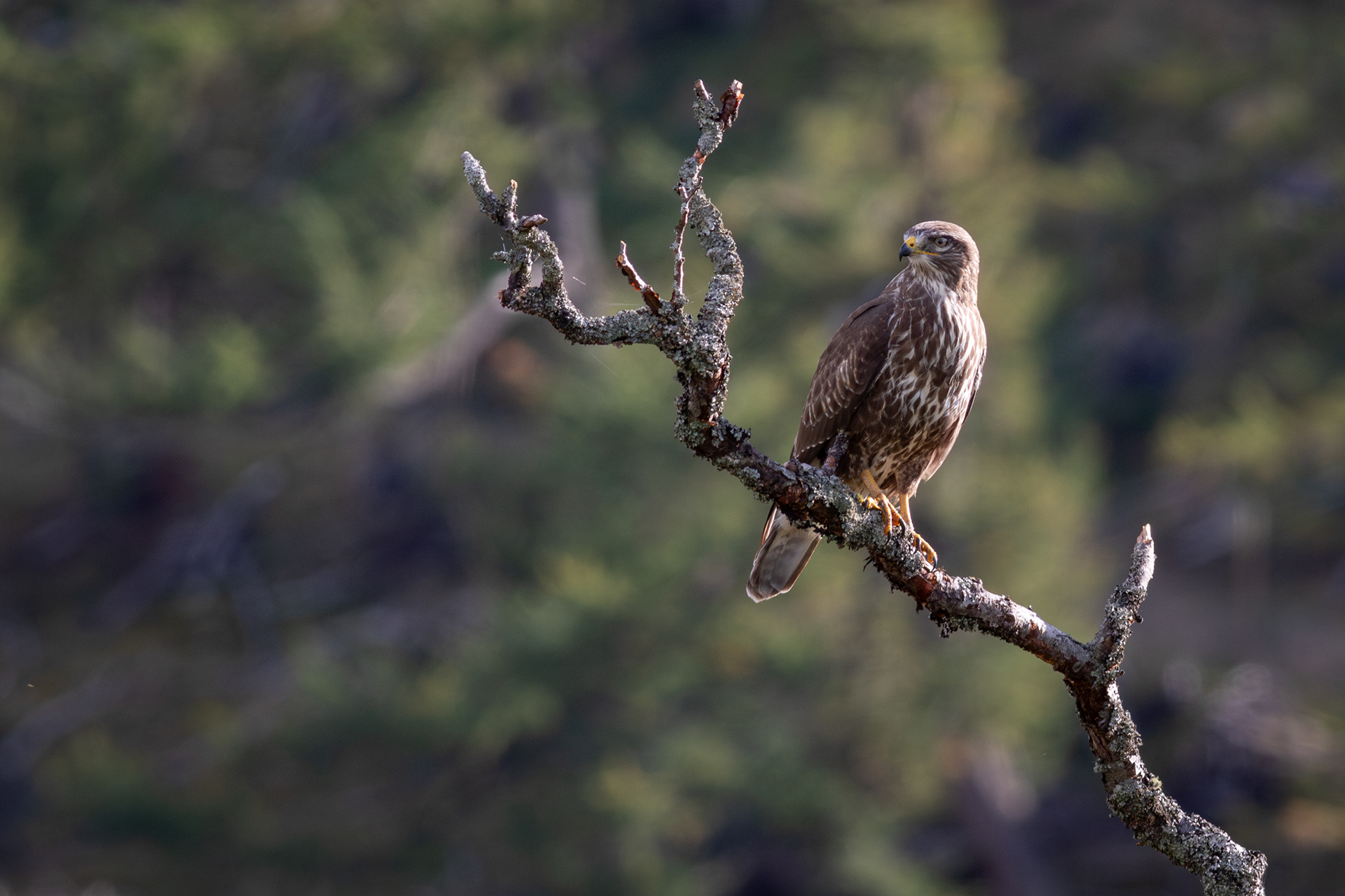 Common Buzzard