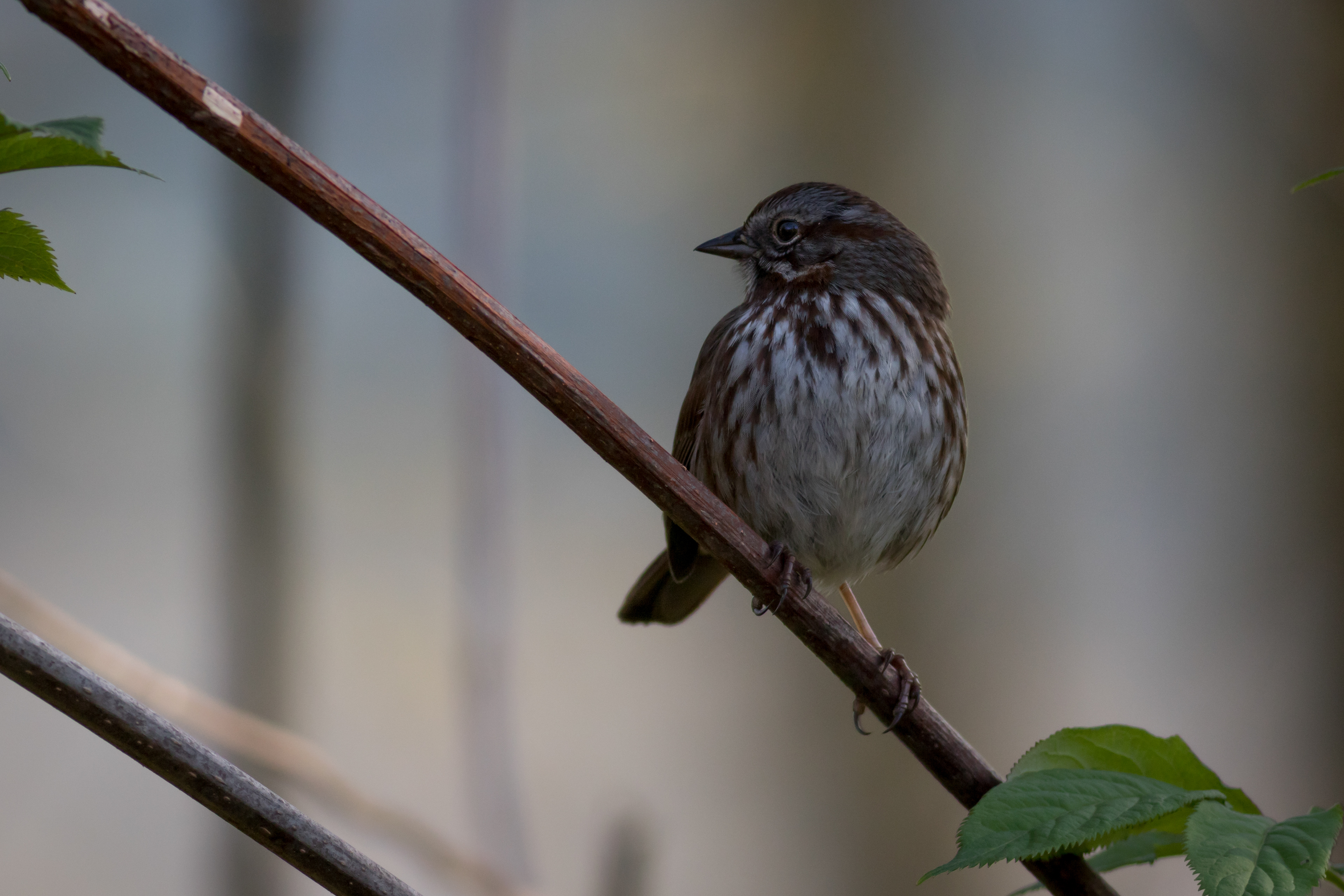 Song Sparrow - BC