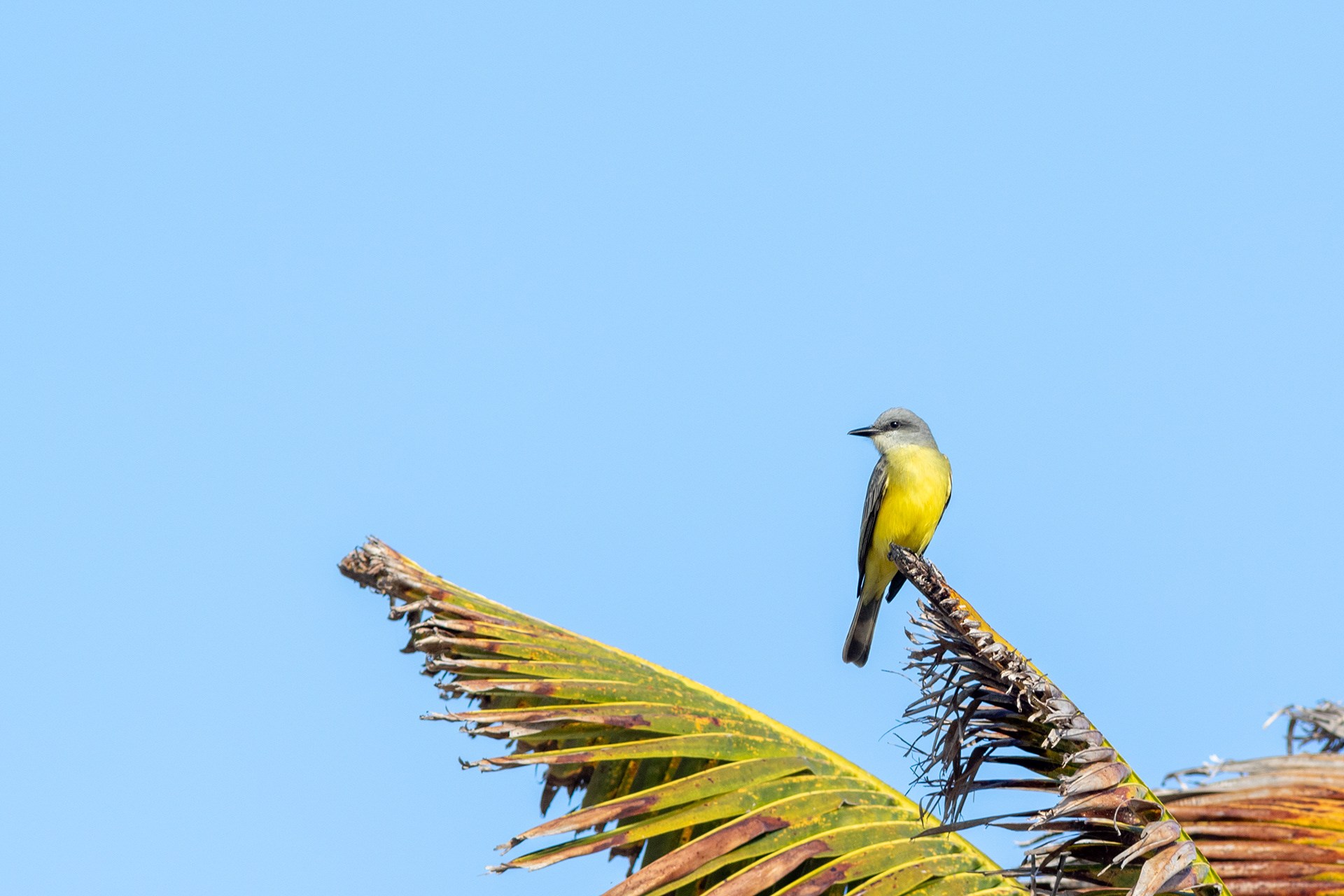 Tropical Kingbird - Nayarit