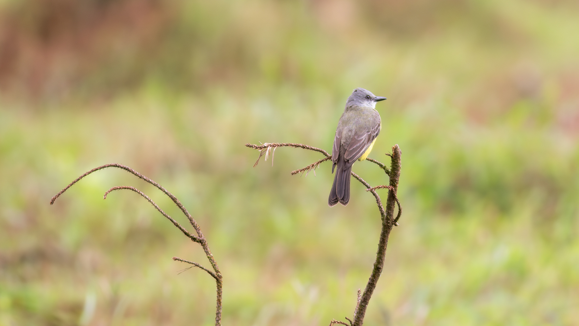 Tropical Kingbird - Aranal Observatory