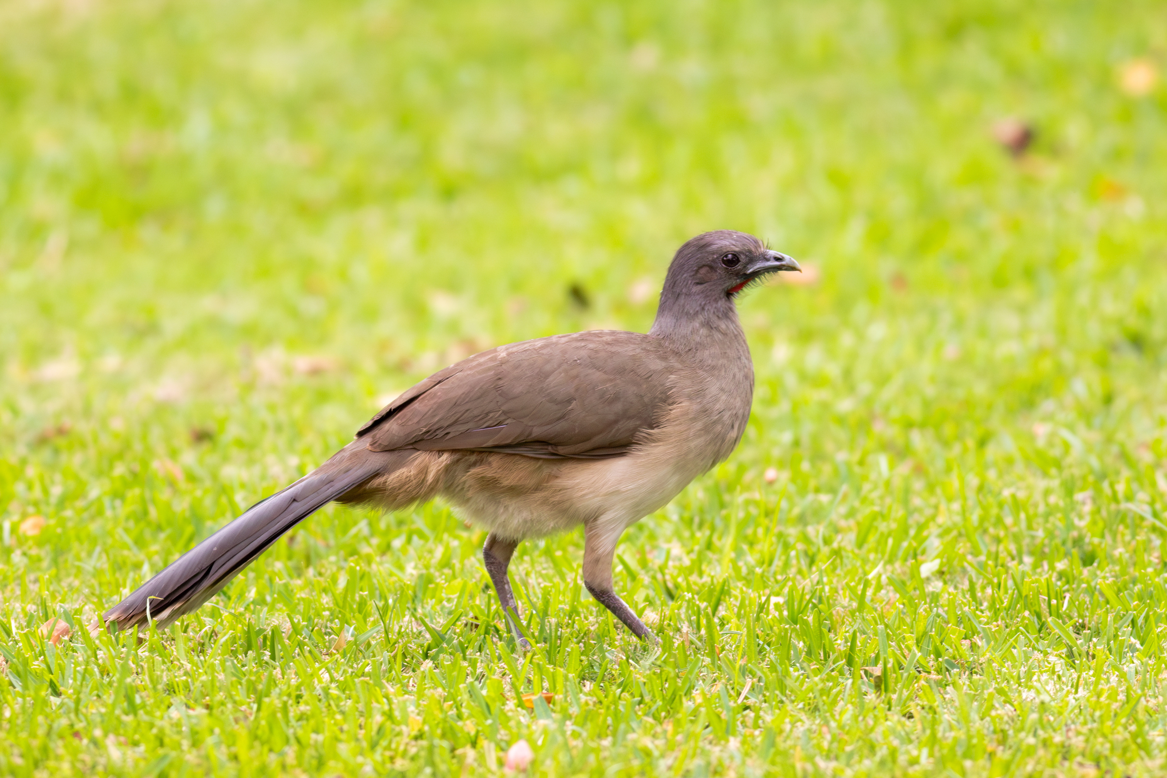 Plain Chachalaca - Quintana Roo