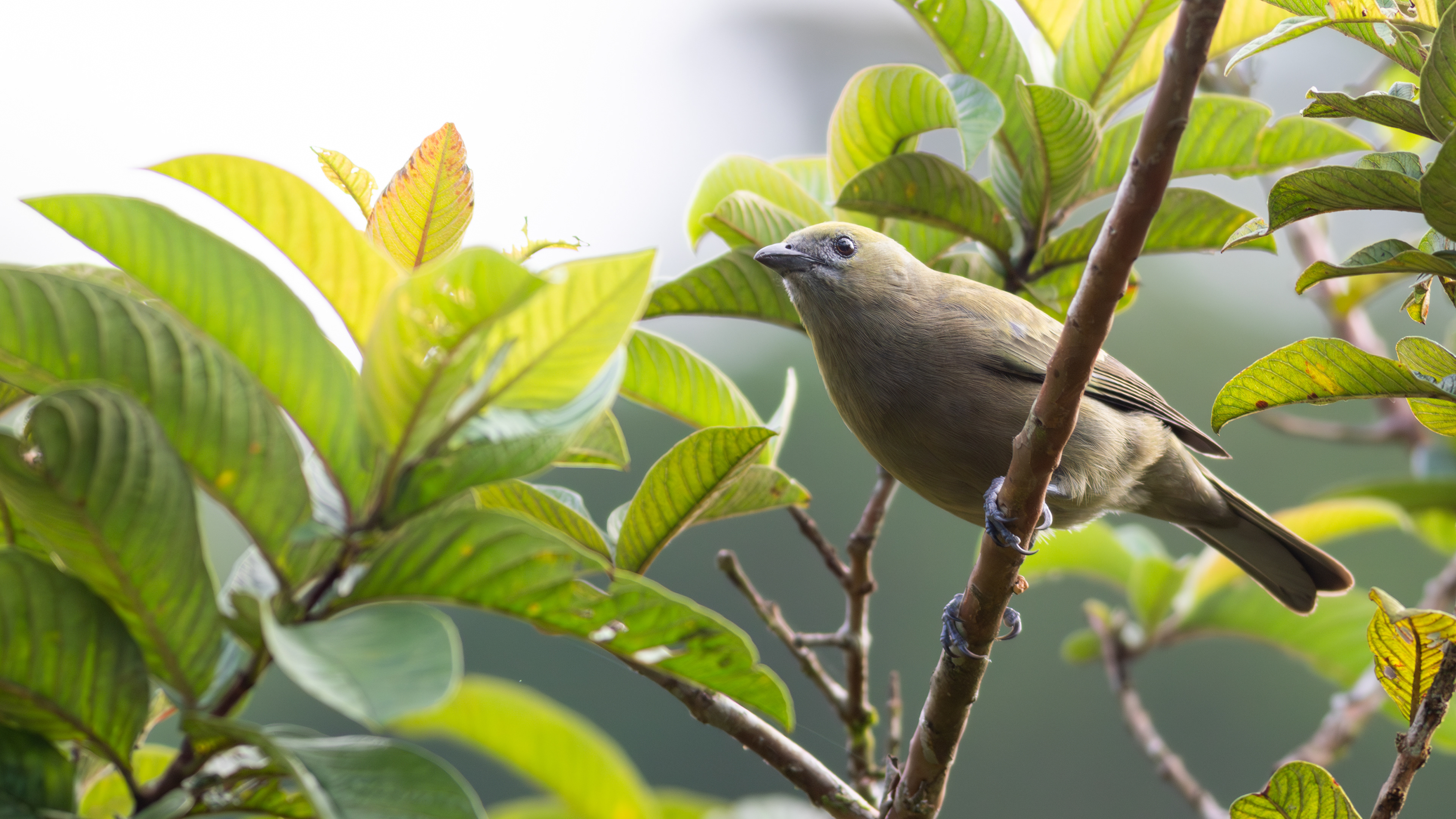 Palm Tanager - Aranal Observatory