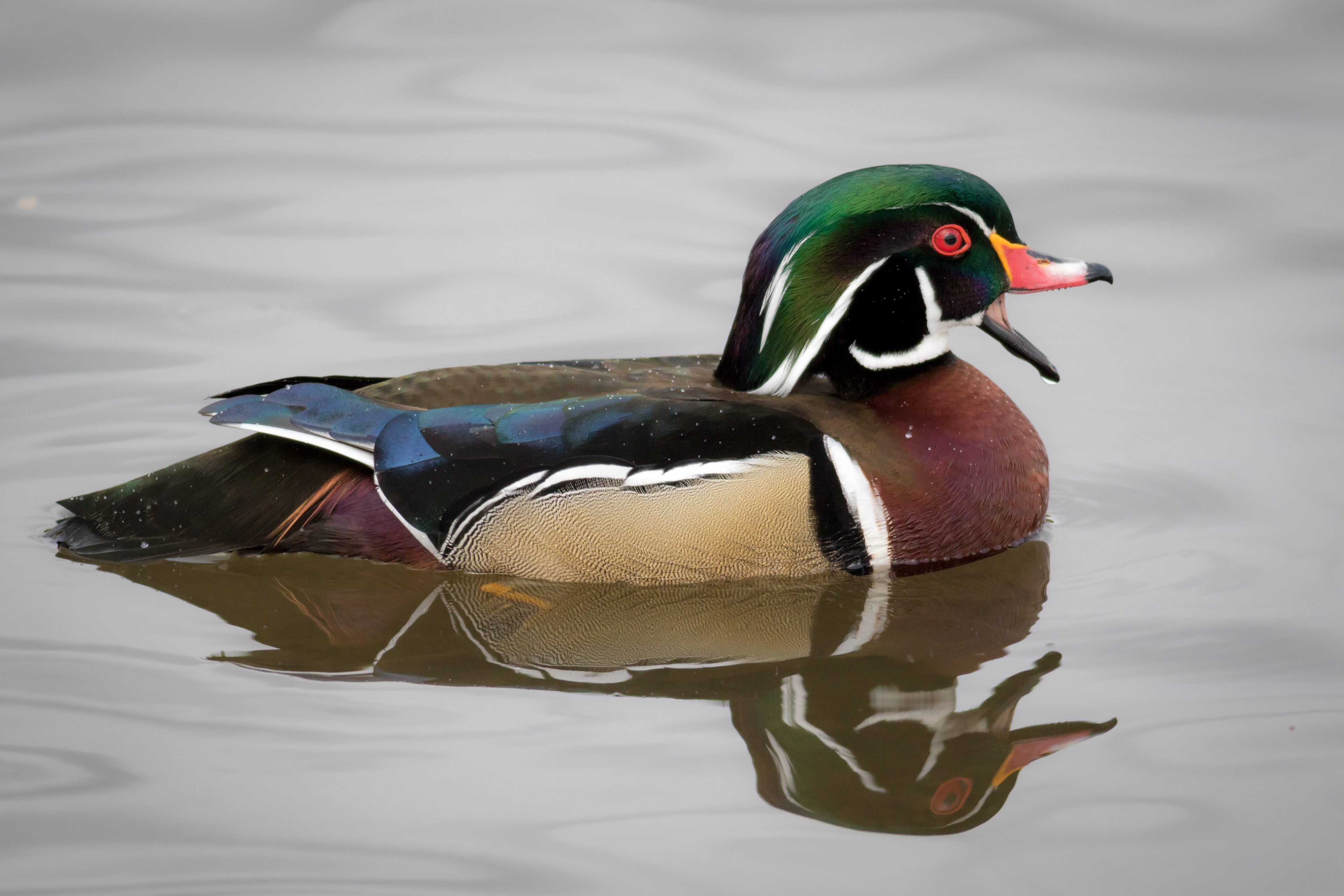 Wood Duck, male