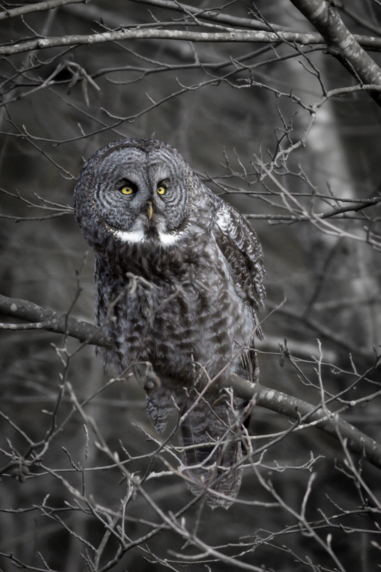 Great-grey Owl - BC