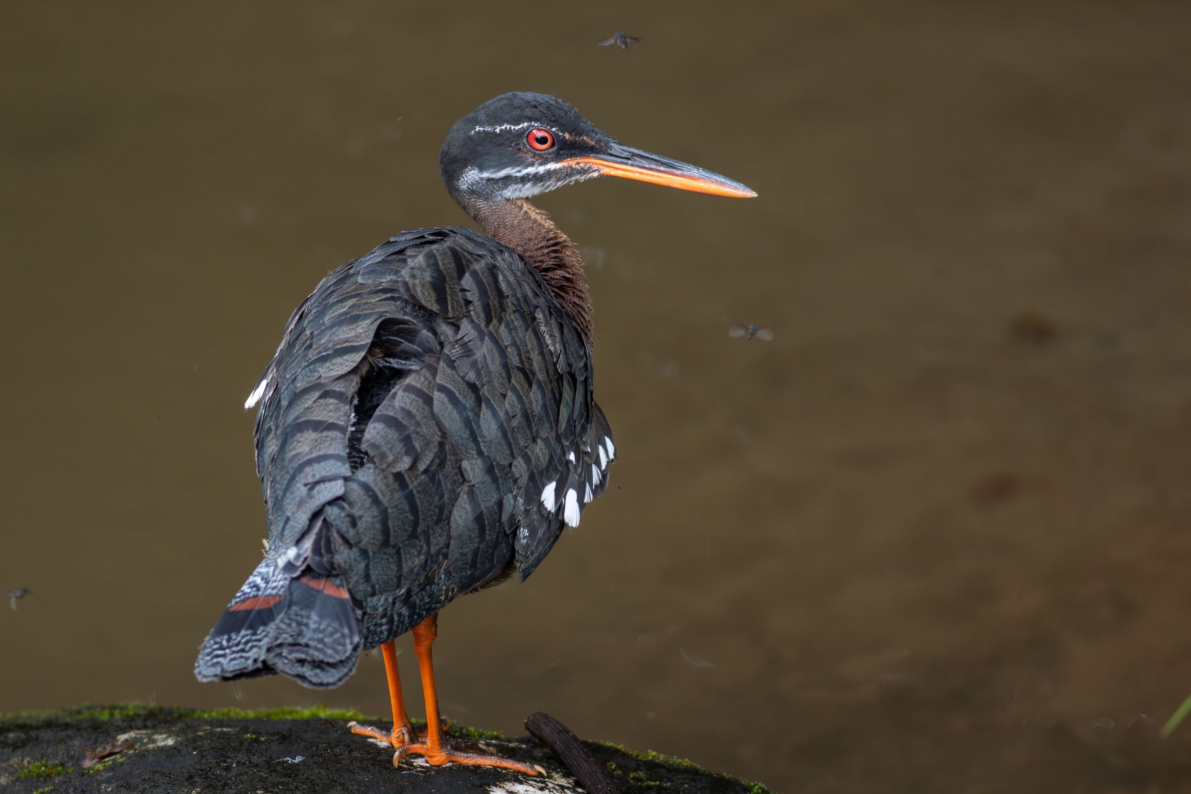 Sunbittern - Aranal Observatory
