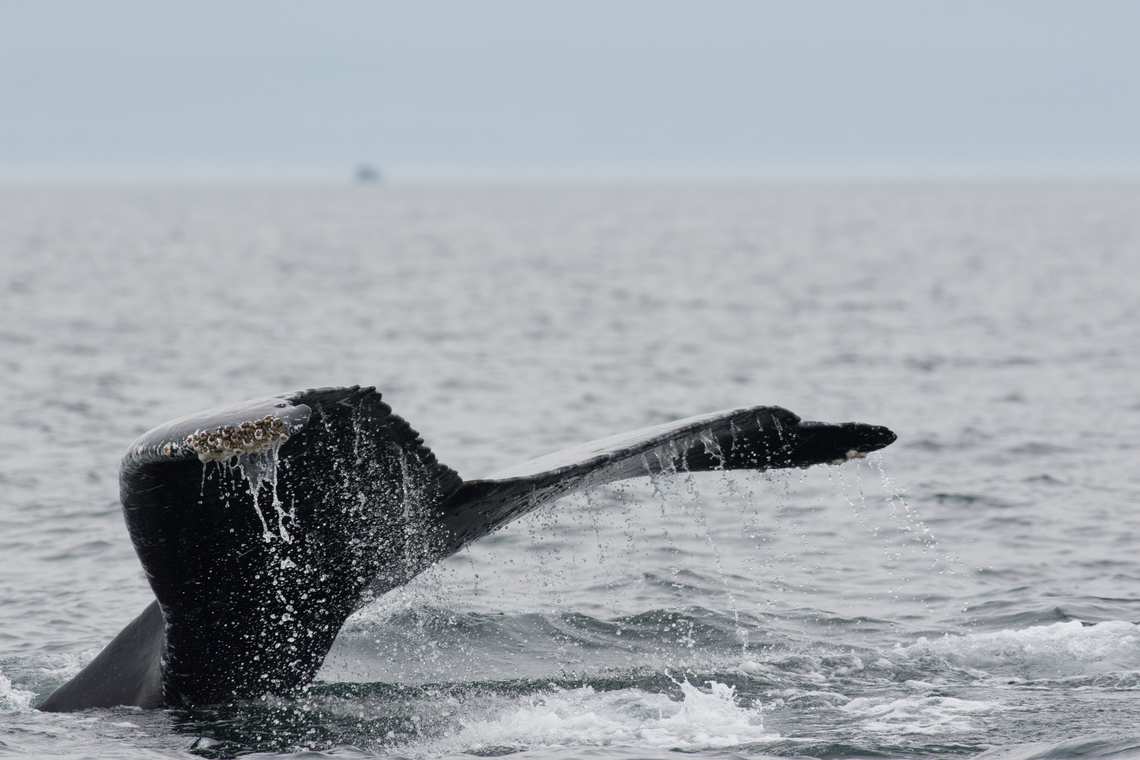 Humpback Whale - Washington